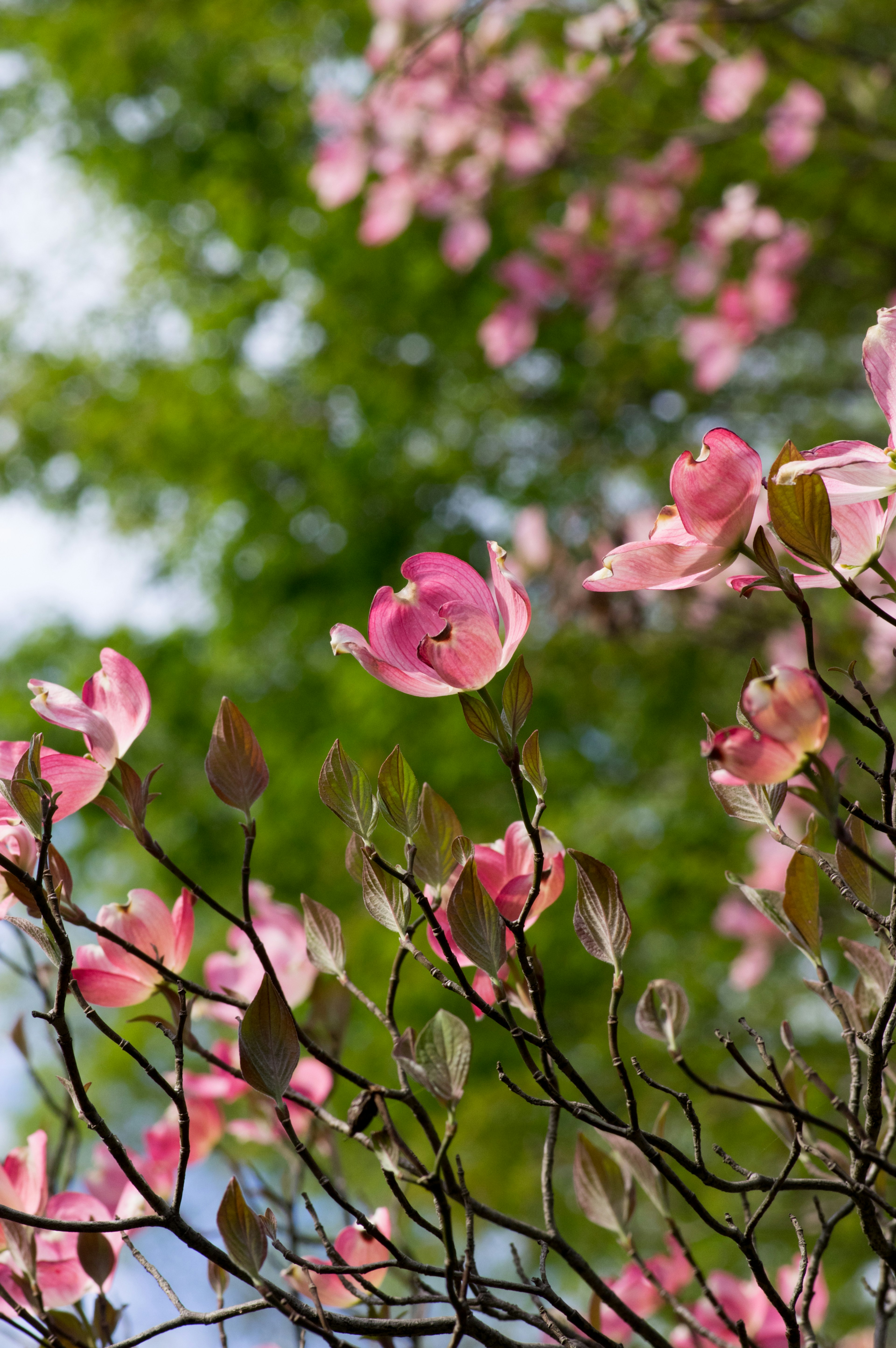 Äste eines blühenden Baumes mit rosa Blüten vor einem grünen Hintergrund