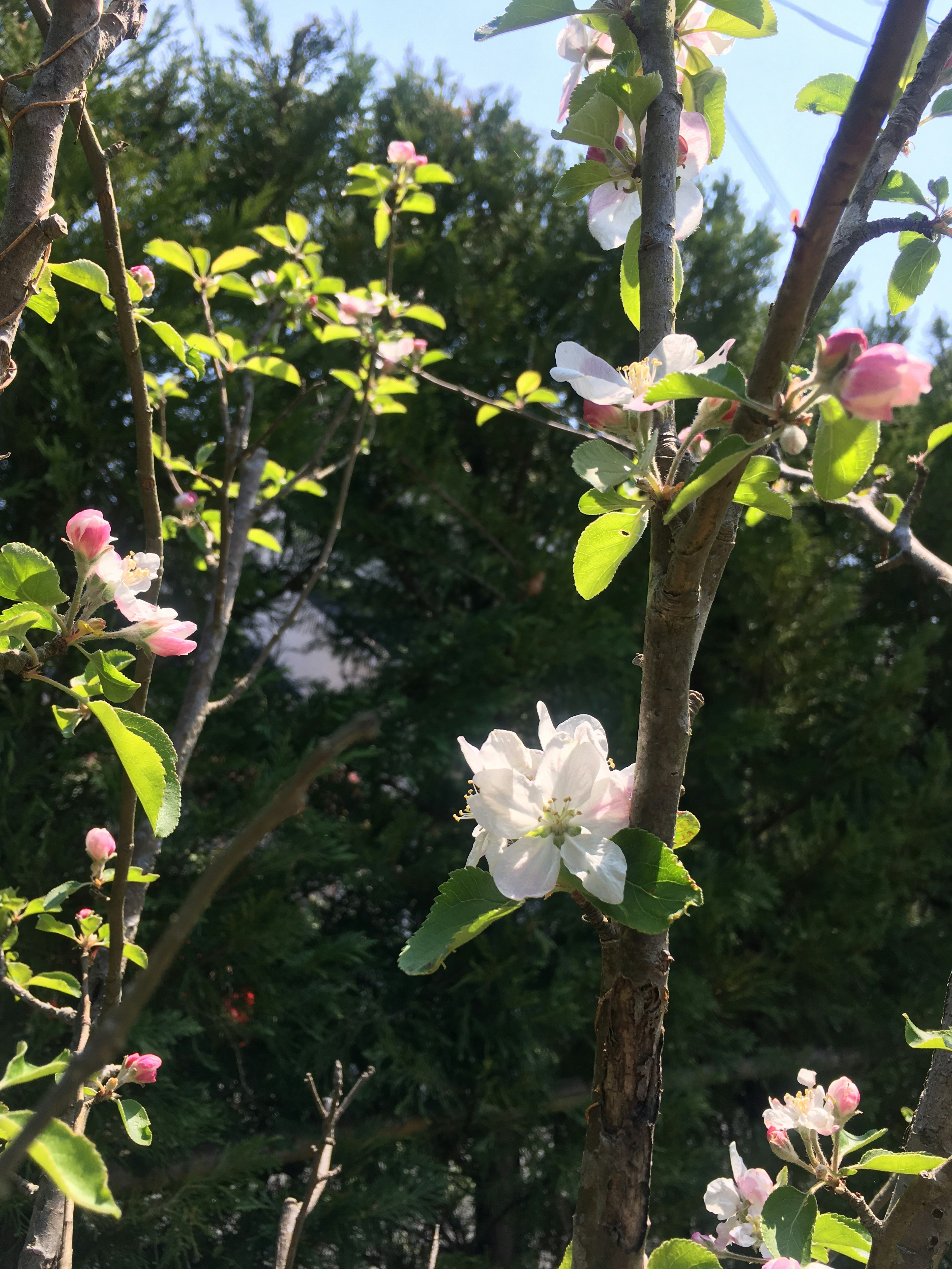 苹果树枝上的白色花朵和粉色花蕾