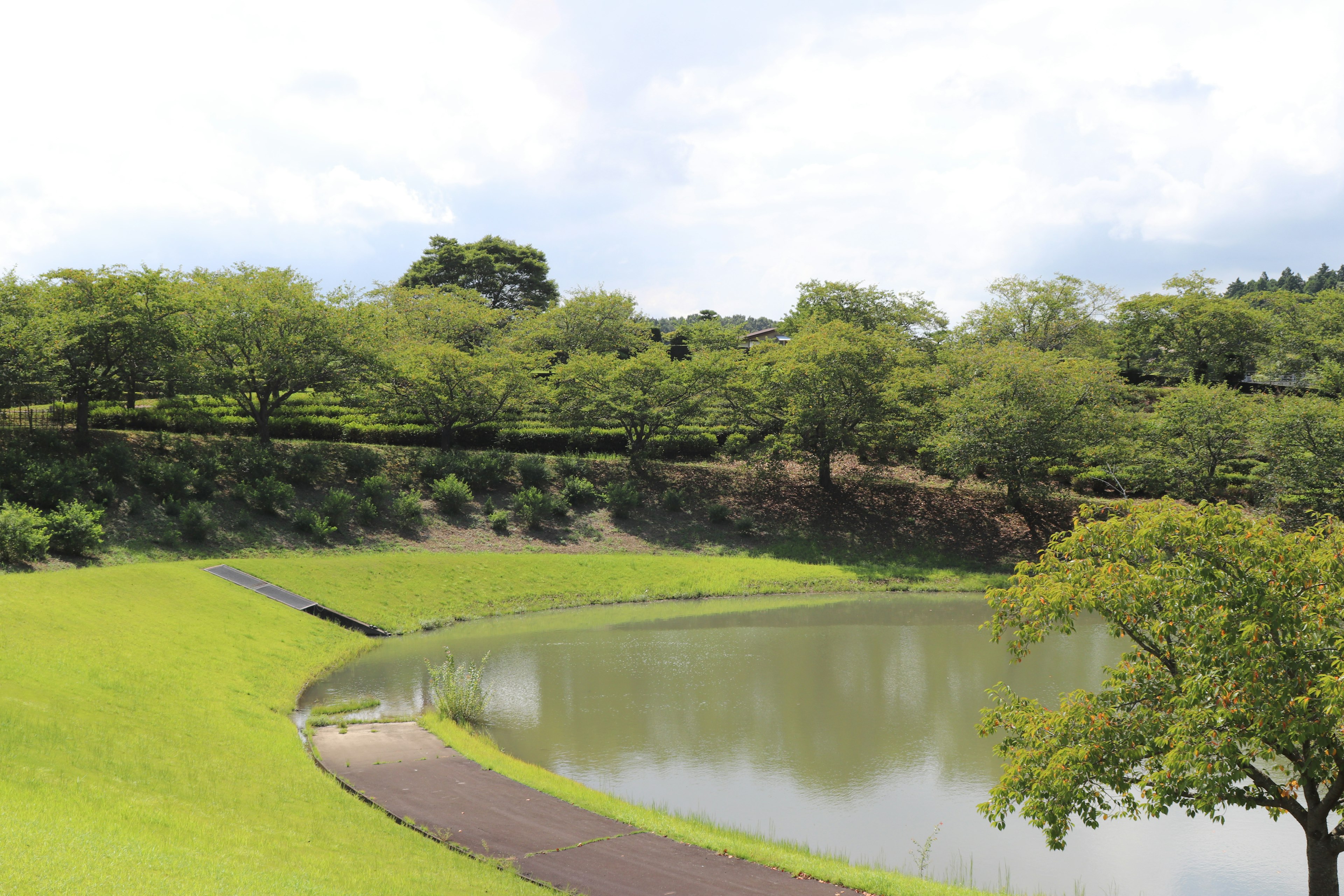 Parque verde con un estanque sereno y árboles circundantes