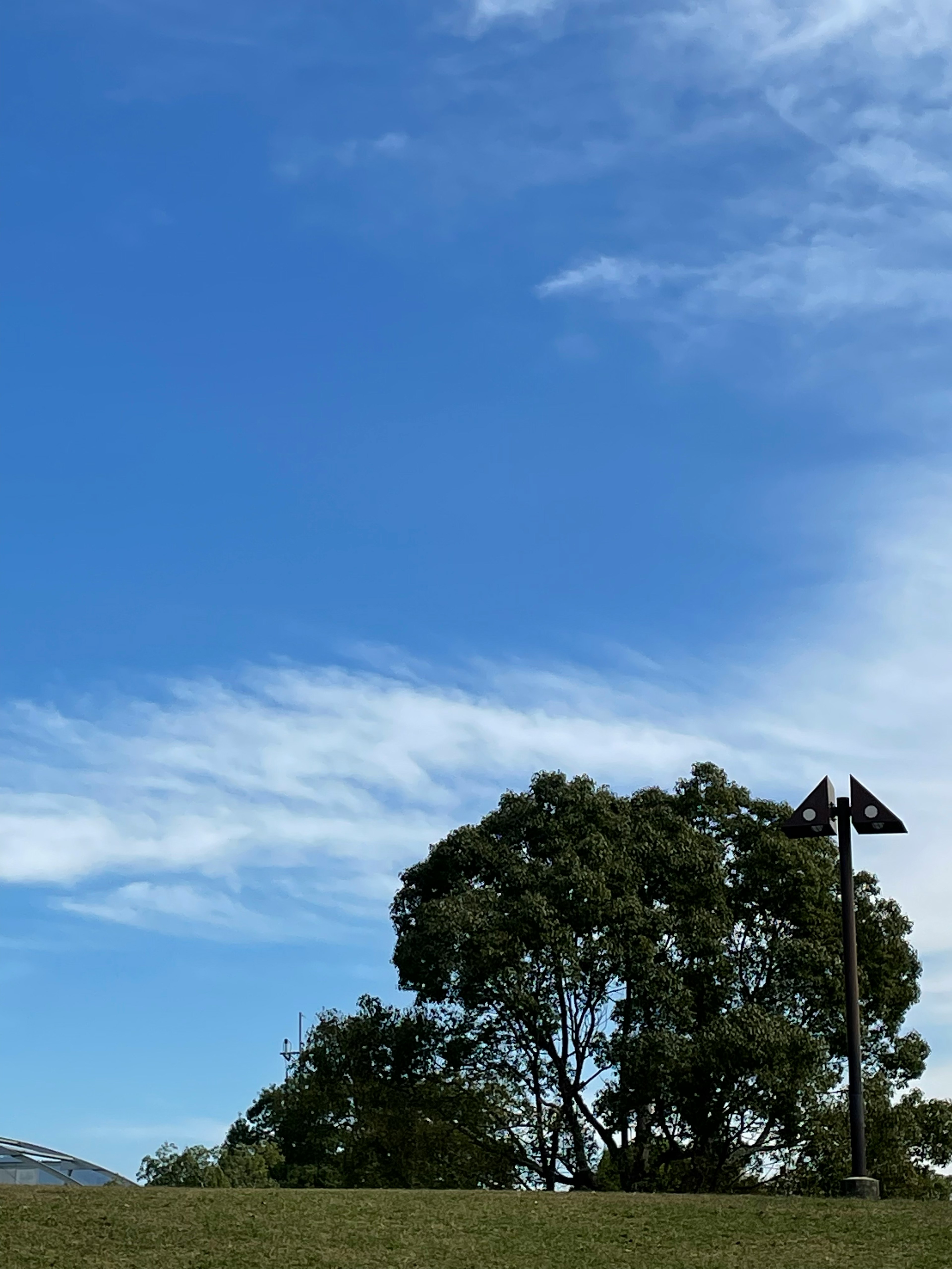 Green tree and streetlight under a blue sky with clouds