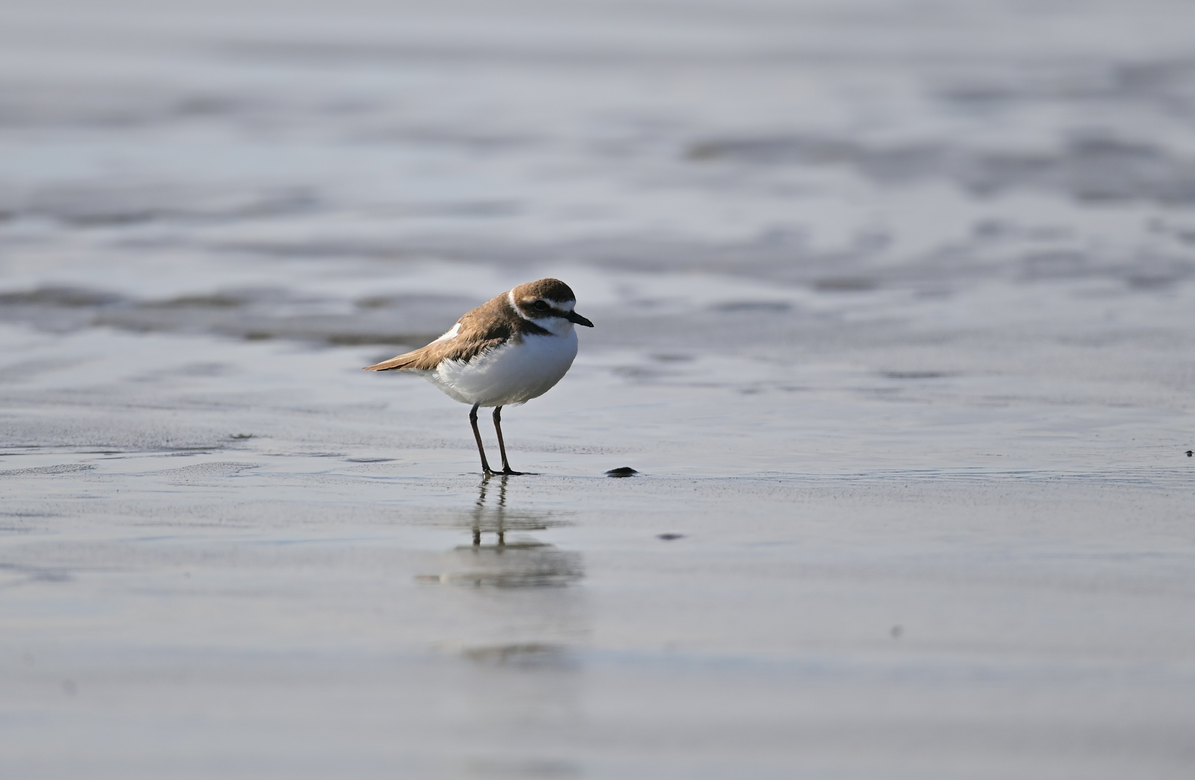 Seekor burung kecil berdiri di pantai