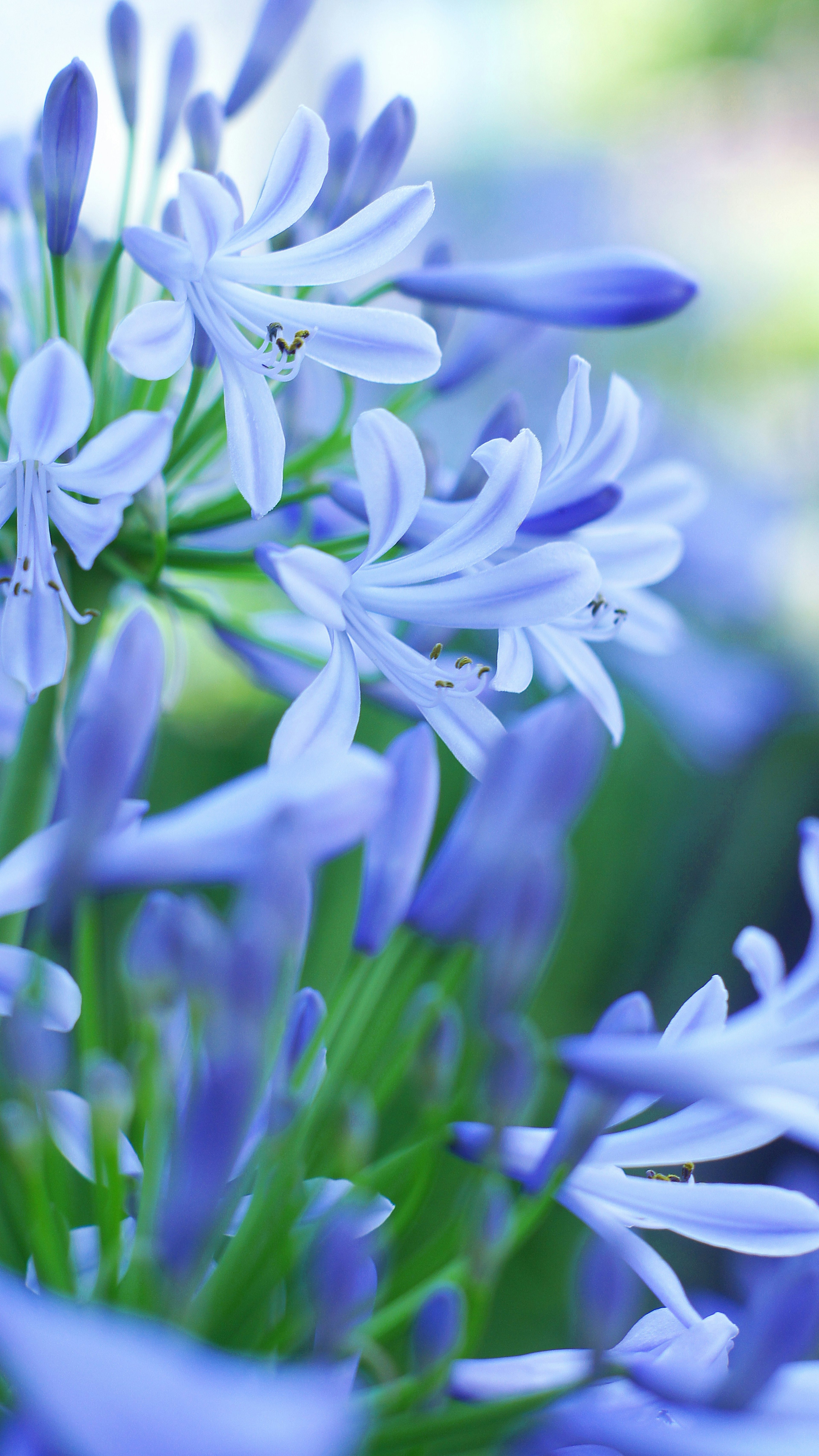 Belle scène de fleurs bleues en fleurs