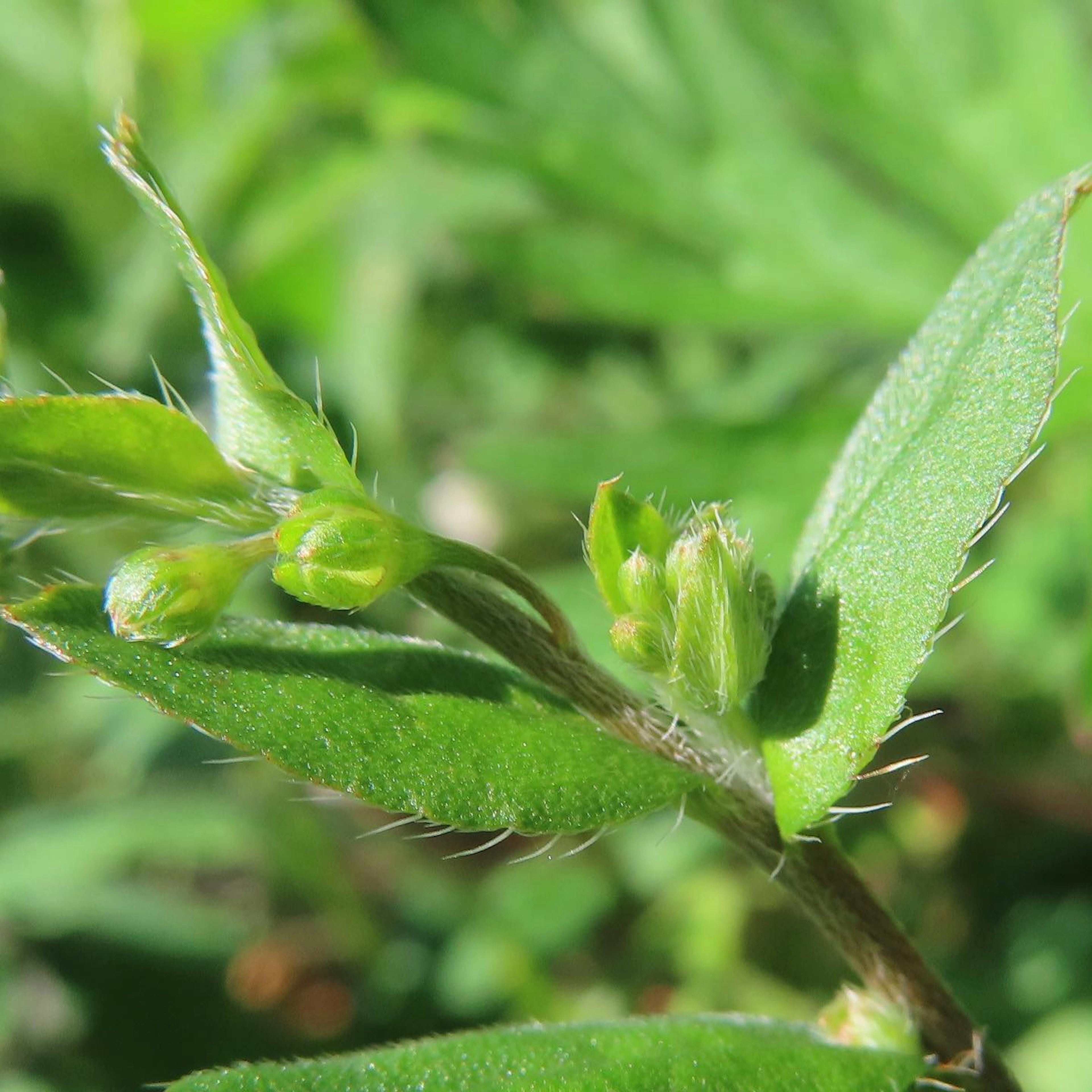 Nahaufnahme einer Pflanze mit grünen Blättern und Knospen