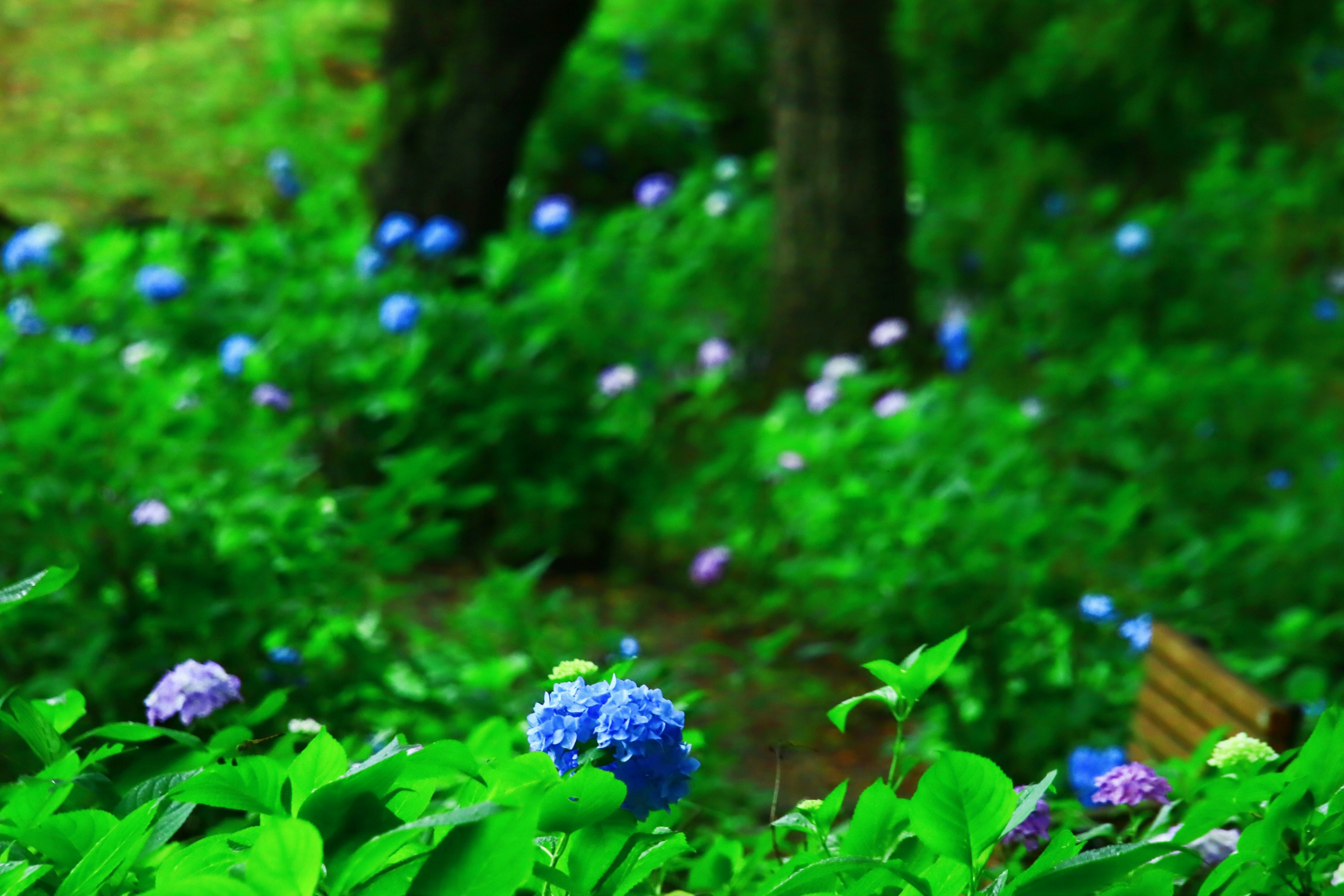 A lush green garden featuring blue hydrangea flowers and trees