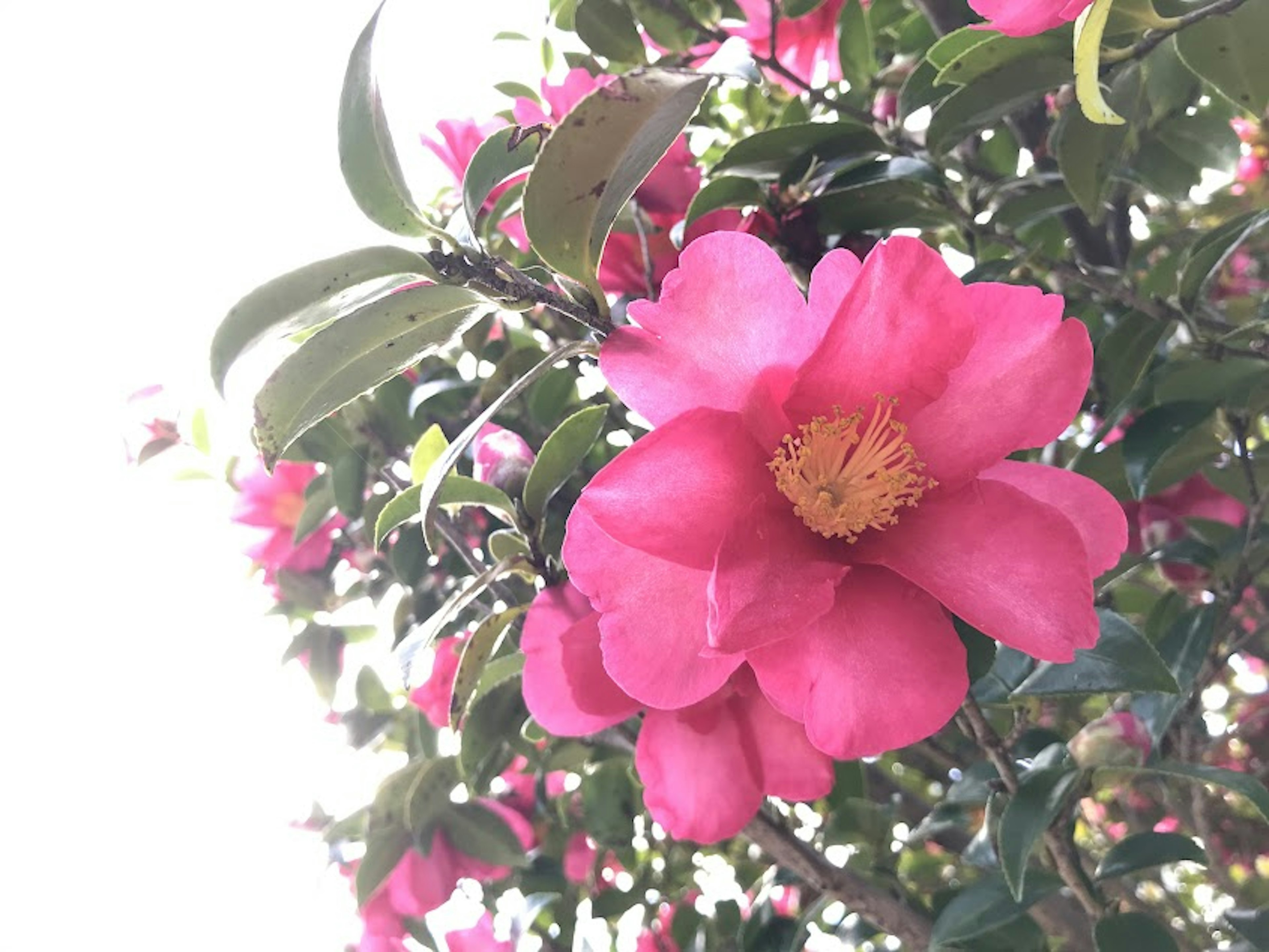 Nahaufnahme von lebhaften rosa Blumen, die an einem Baumzweig blühen