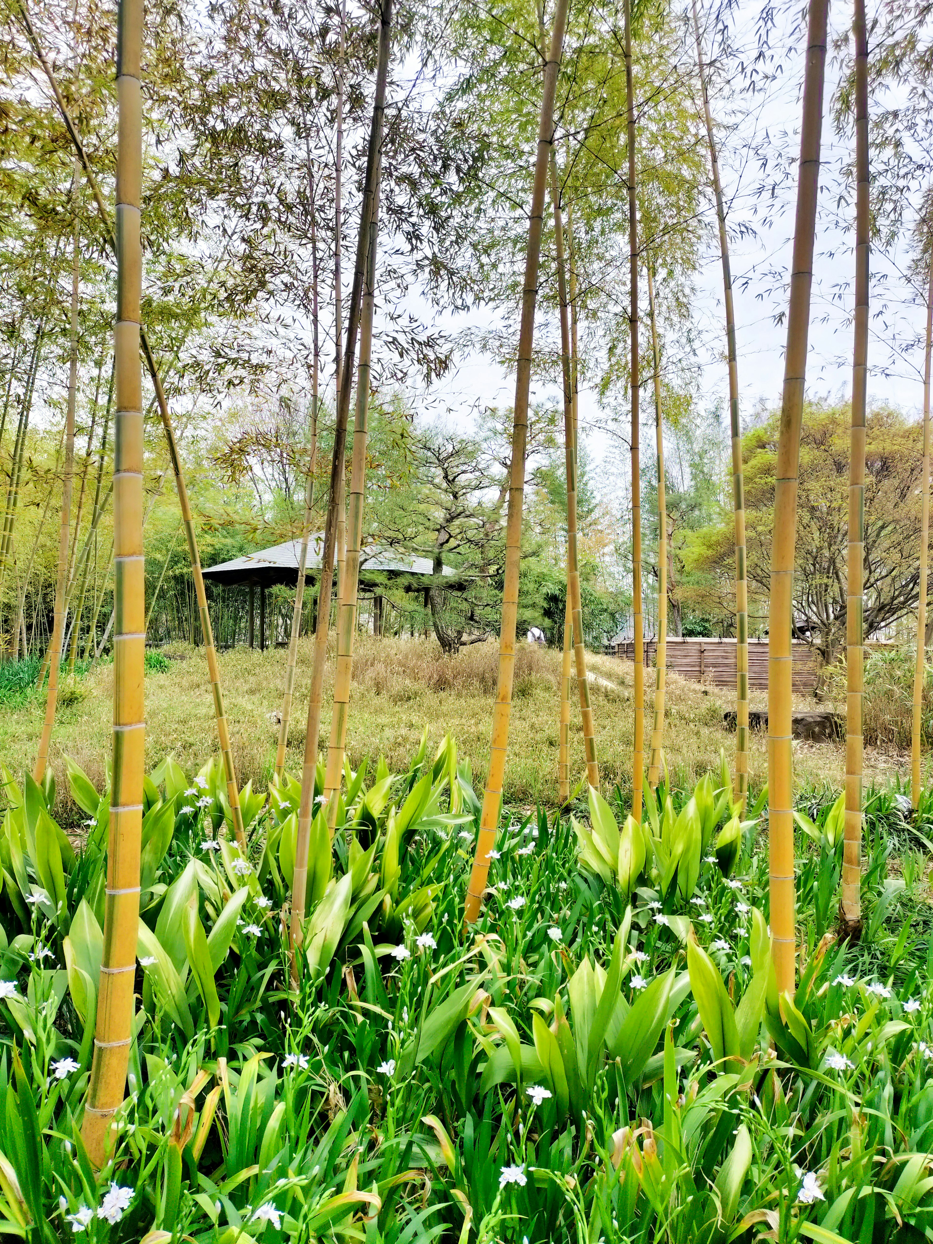 Scenic view of a hut surrounded by bamboo and green foliage