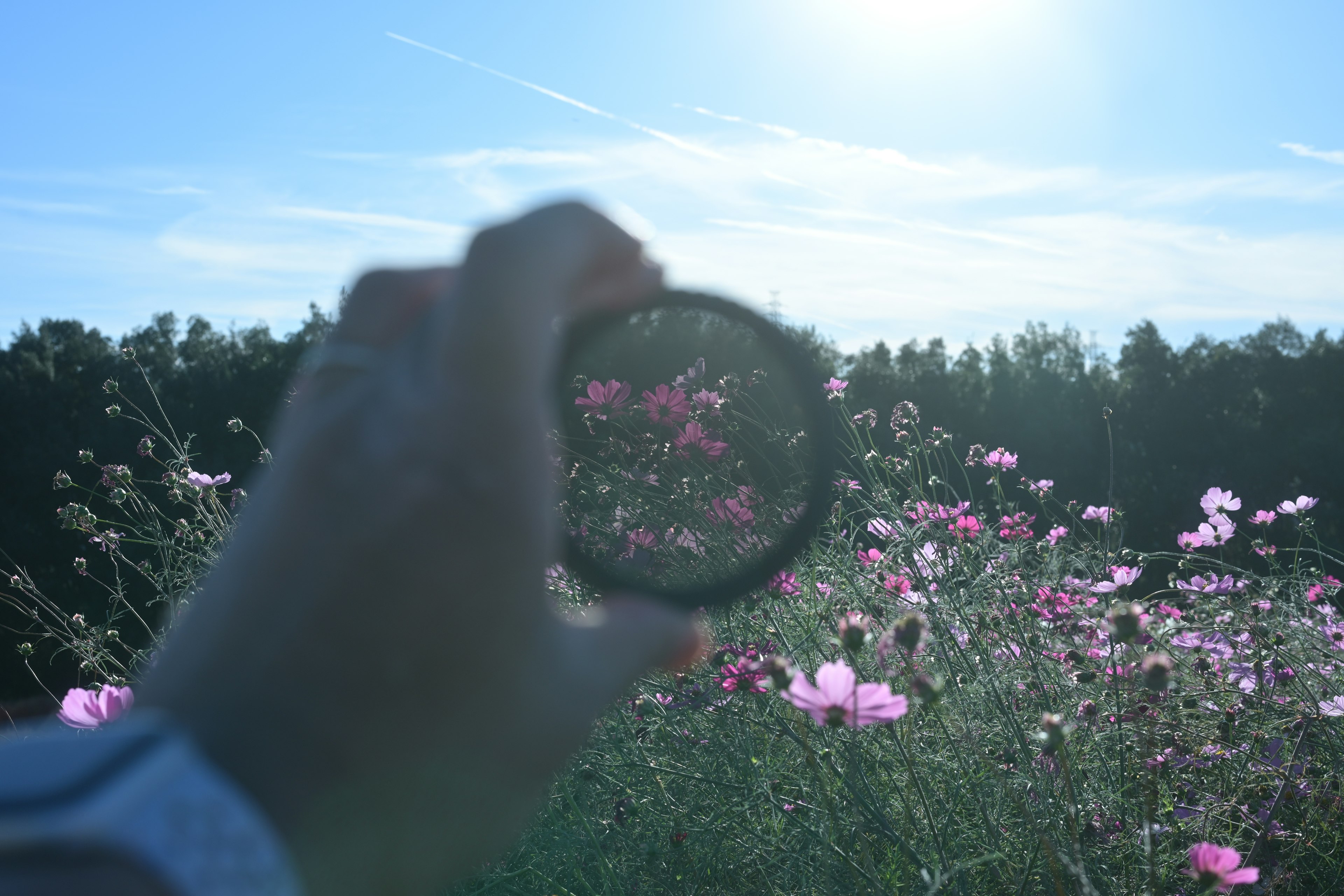 A hand holding a filter in front of a flower field and sky