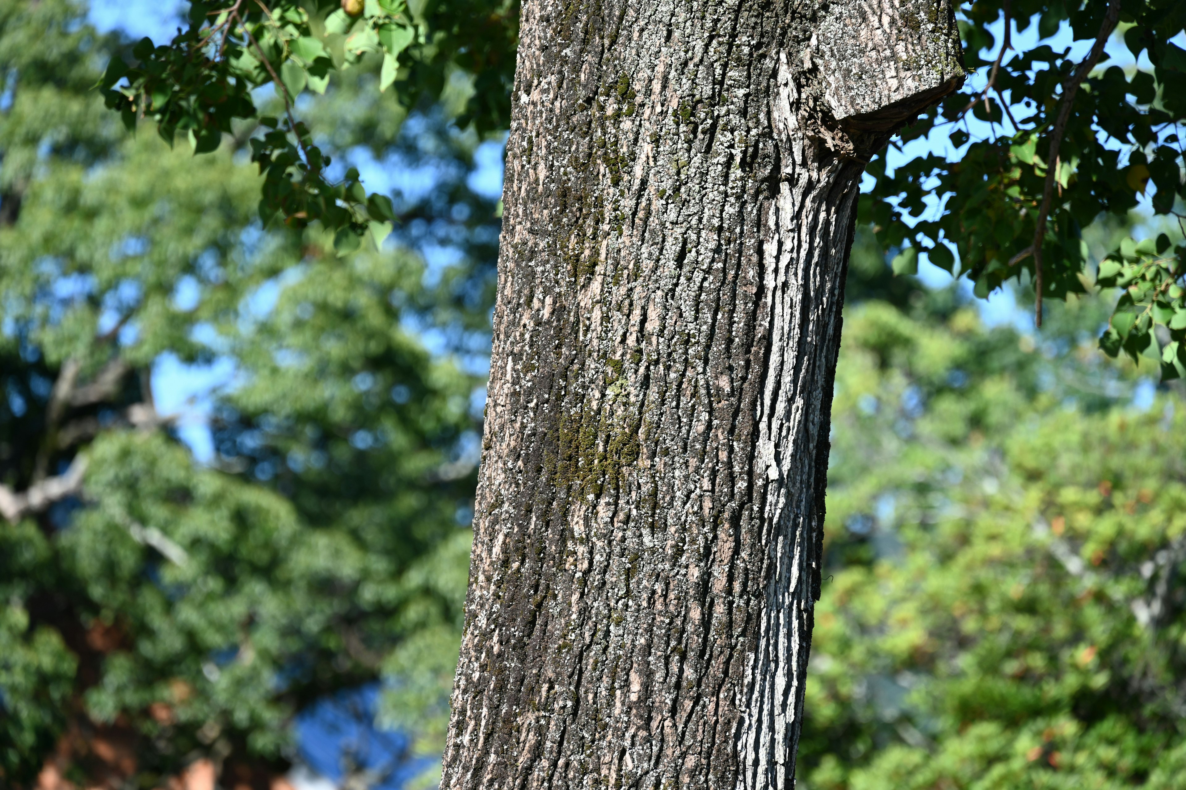 Tree trunk with green leaves in a natural setting