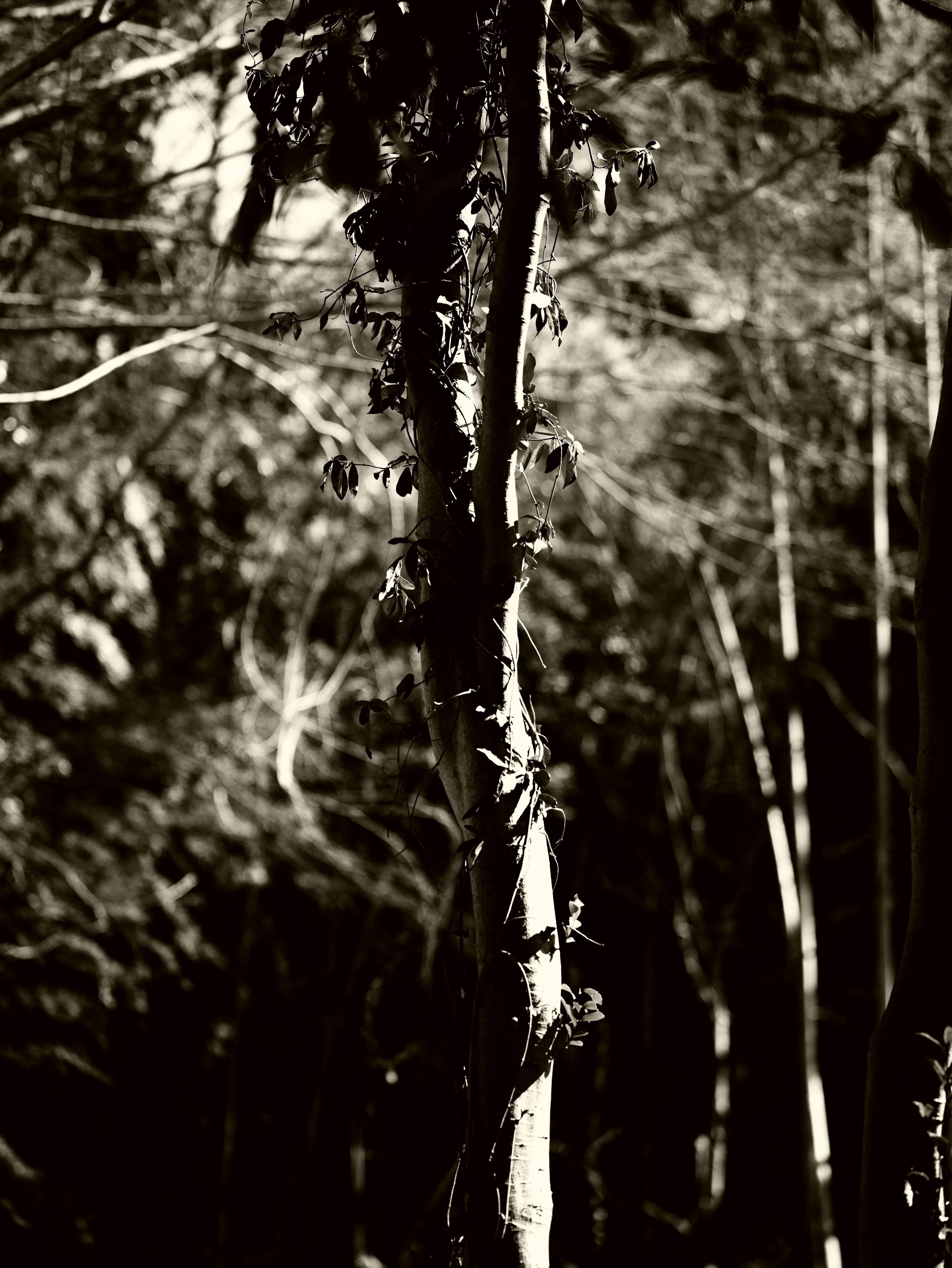 Un'immagine in bianco e nero di un tronco d'albero in una foresta