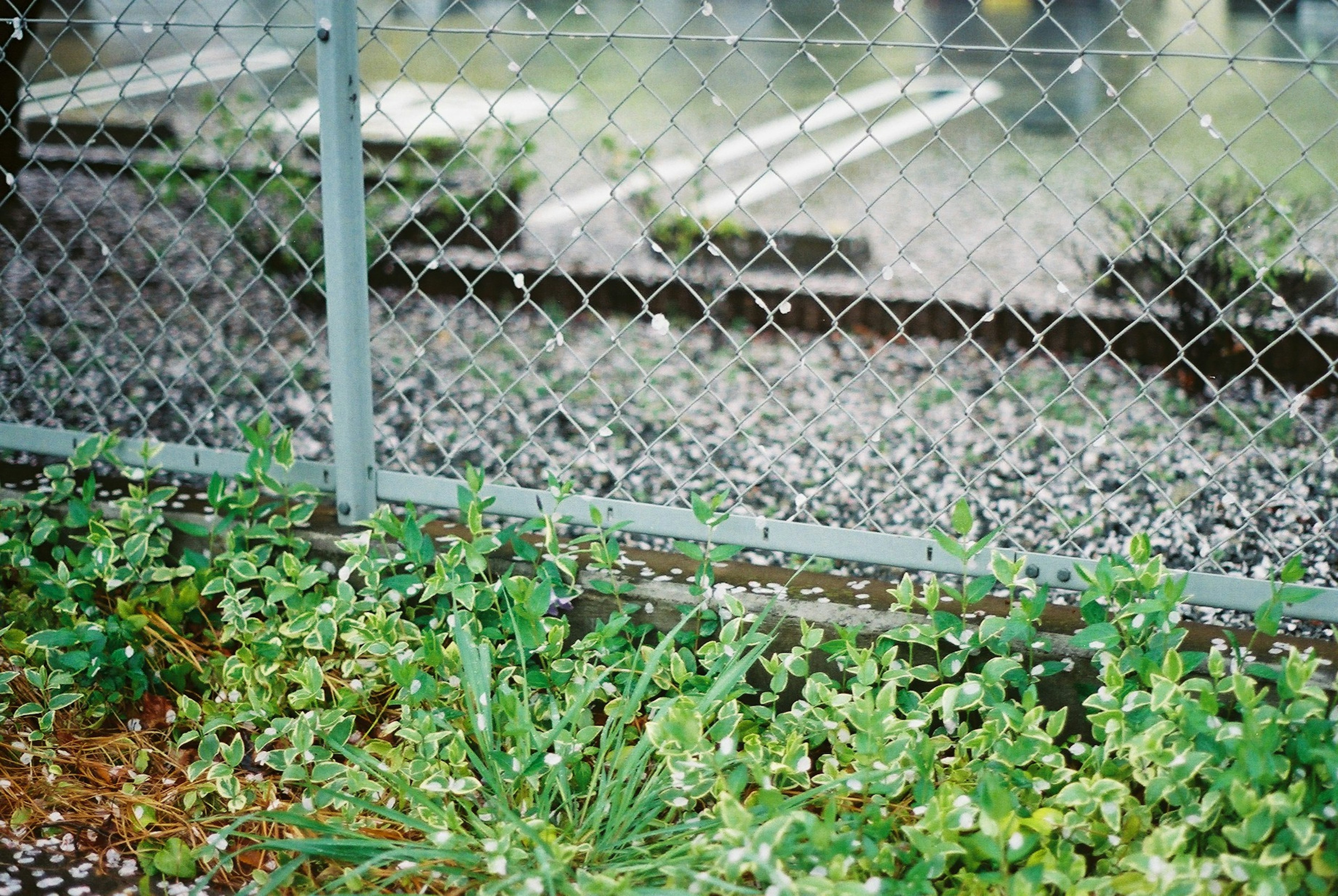 緑の植物と金属製のフェンスの近くに広がる小石の道