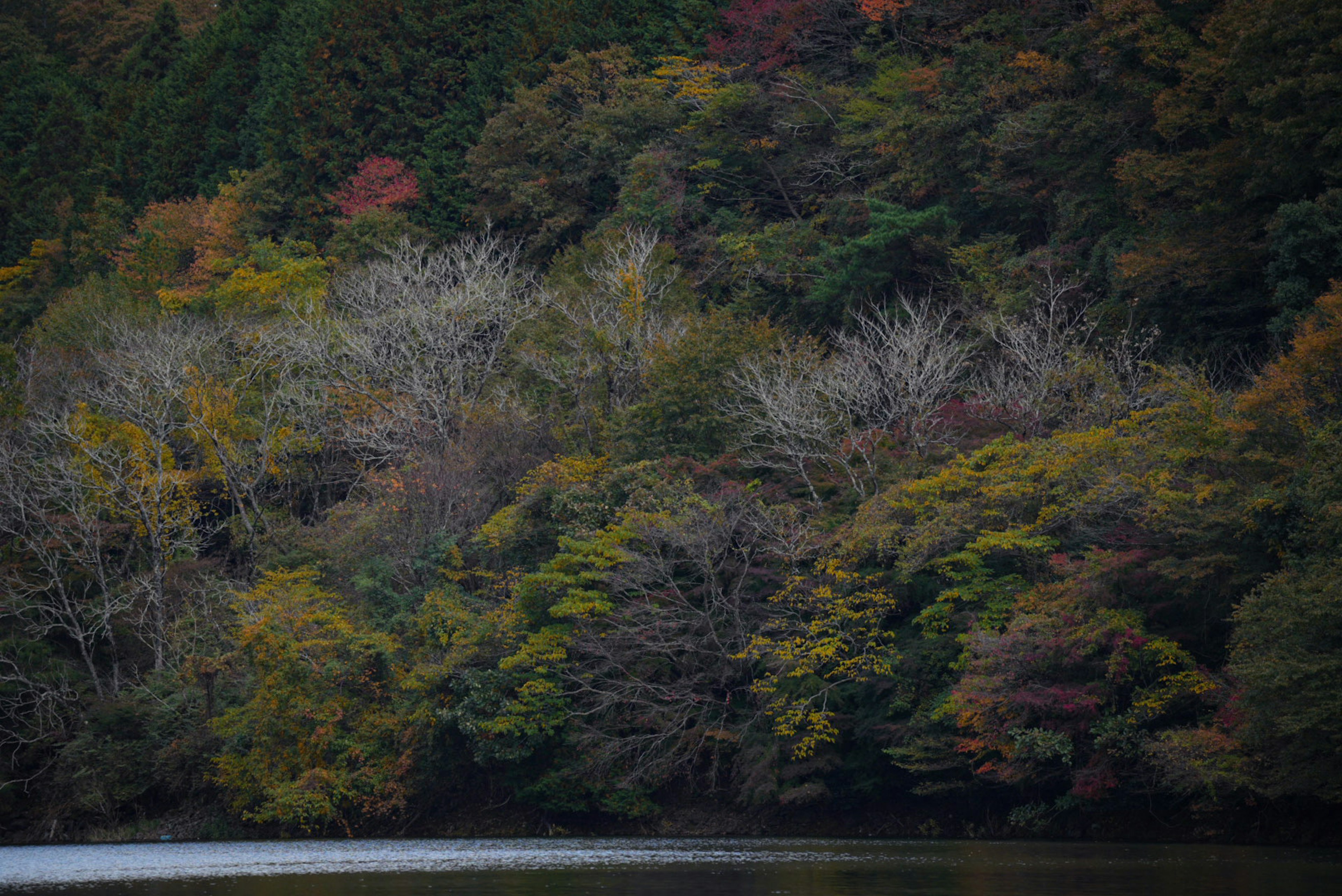 湖の周りに広がる秋の色合いの木々の風景