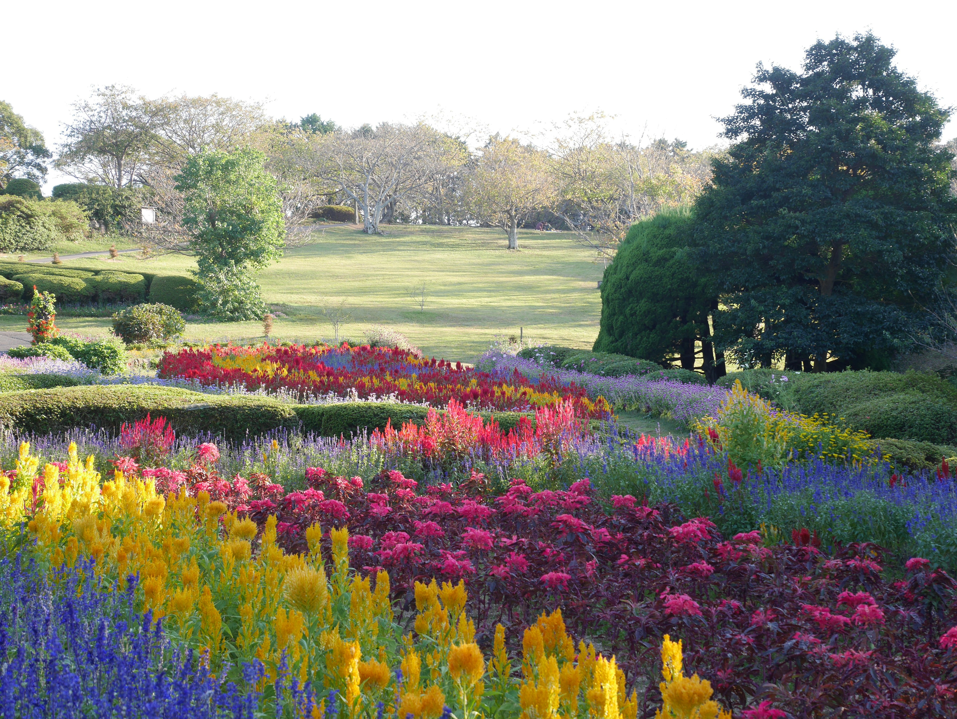 Paisaje de jardín vibrante con flores coloridas en flor