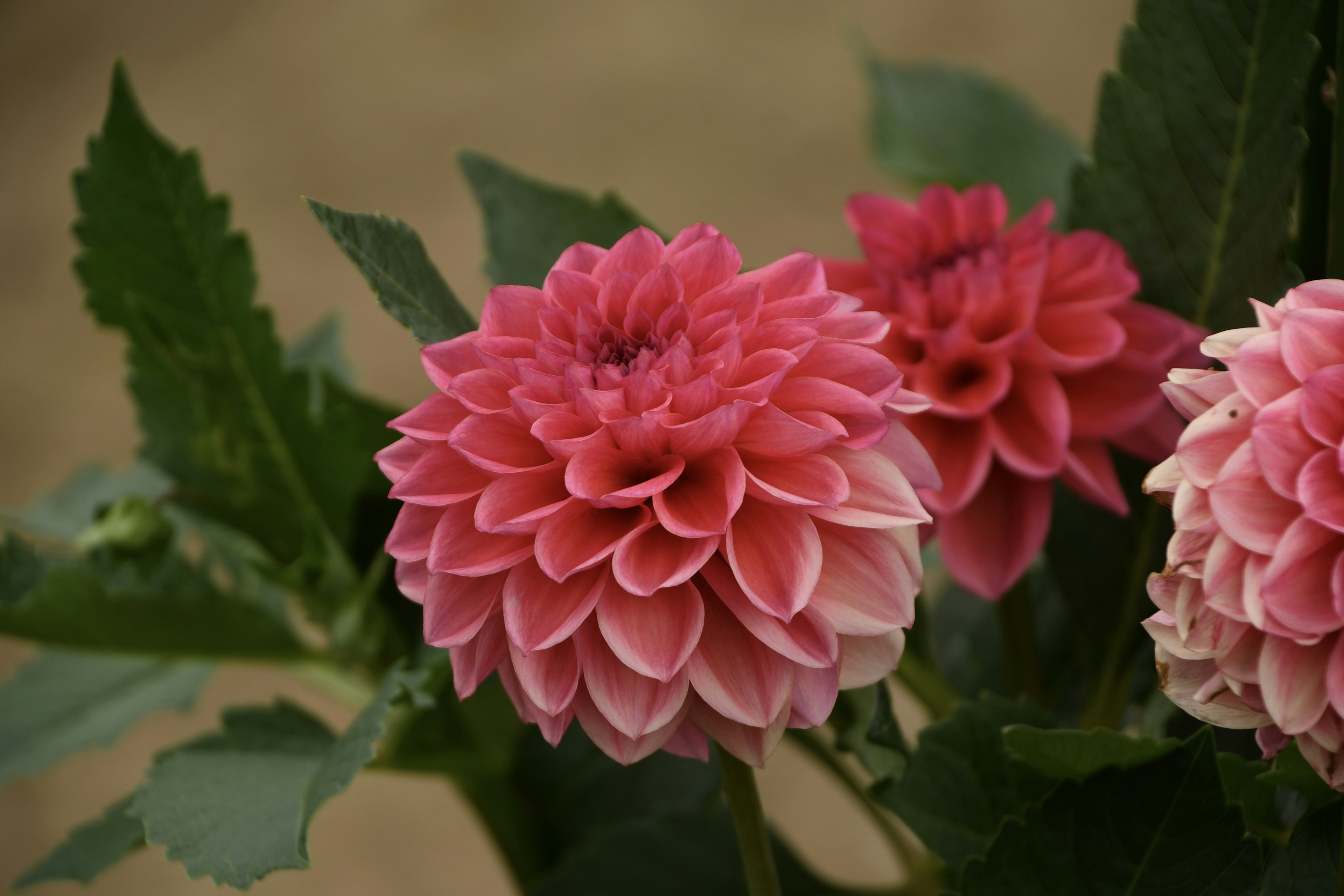 ピンク色のダリアの花が咲いている様子