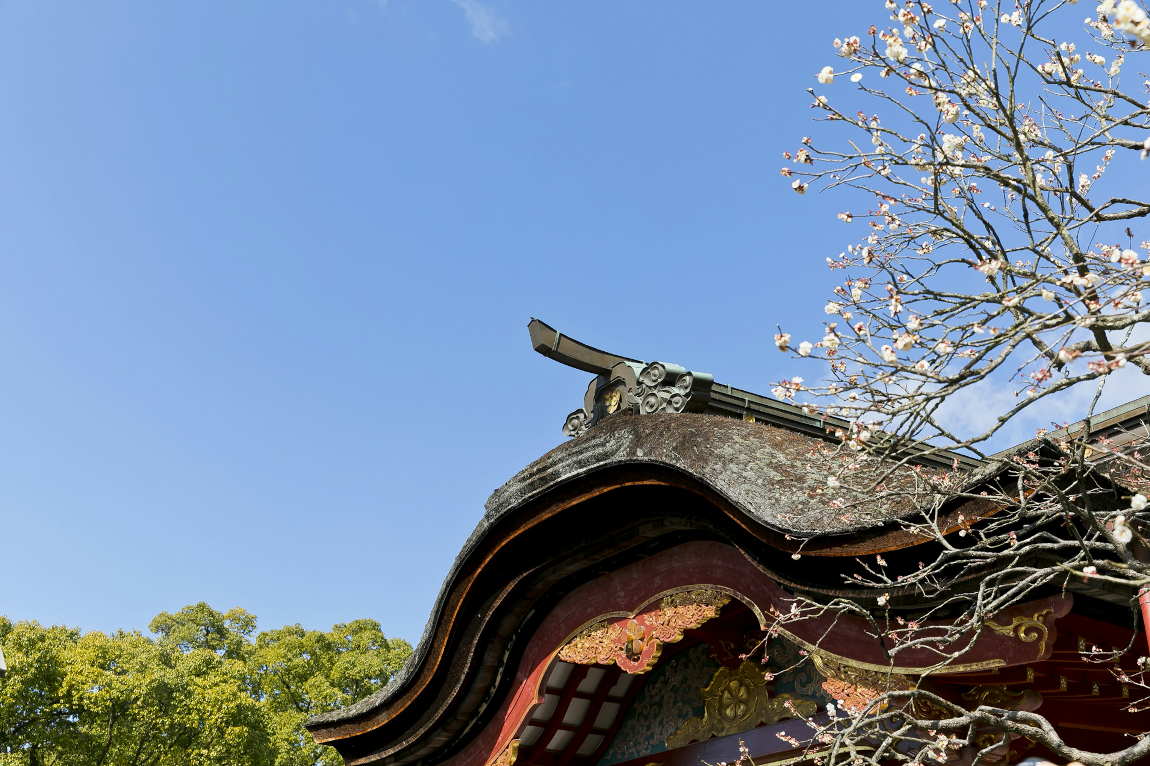 青空の下にある伝統的な日本の建物の屋根と花が咲く木