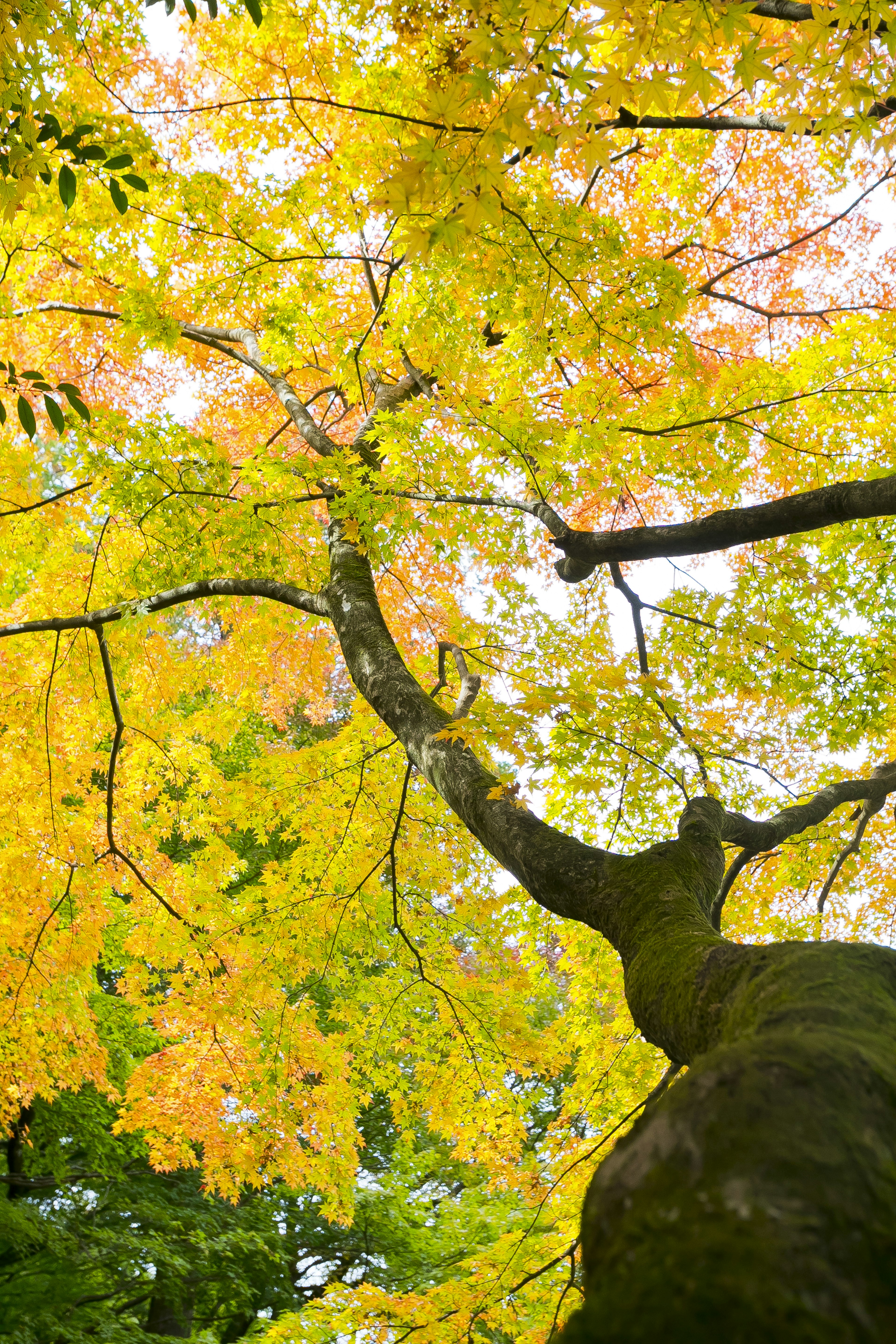 Vista hacia arriba de un árbol con hojas de otoño coloridas