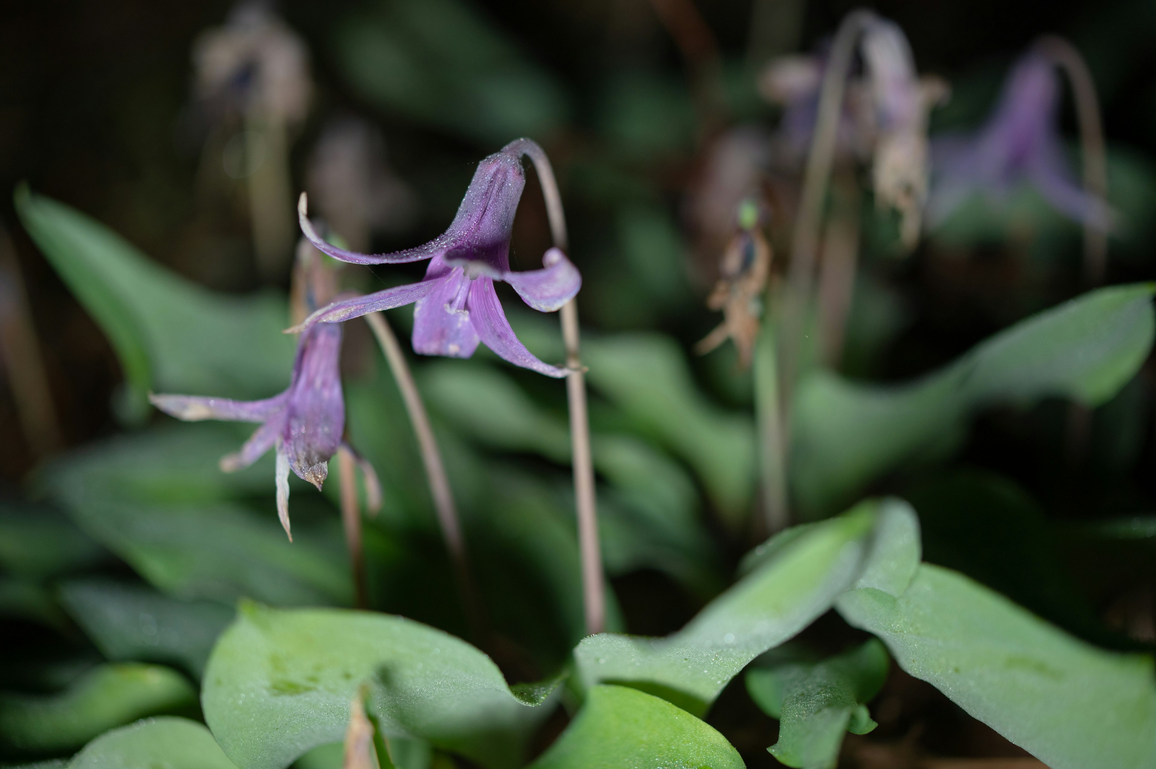 Nahaufnahme einer Pflanze mit zarten lila Blumen umgeben von grünen Blättern