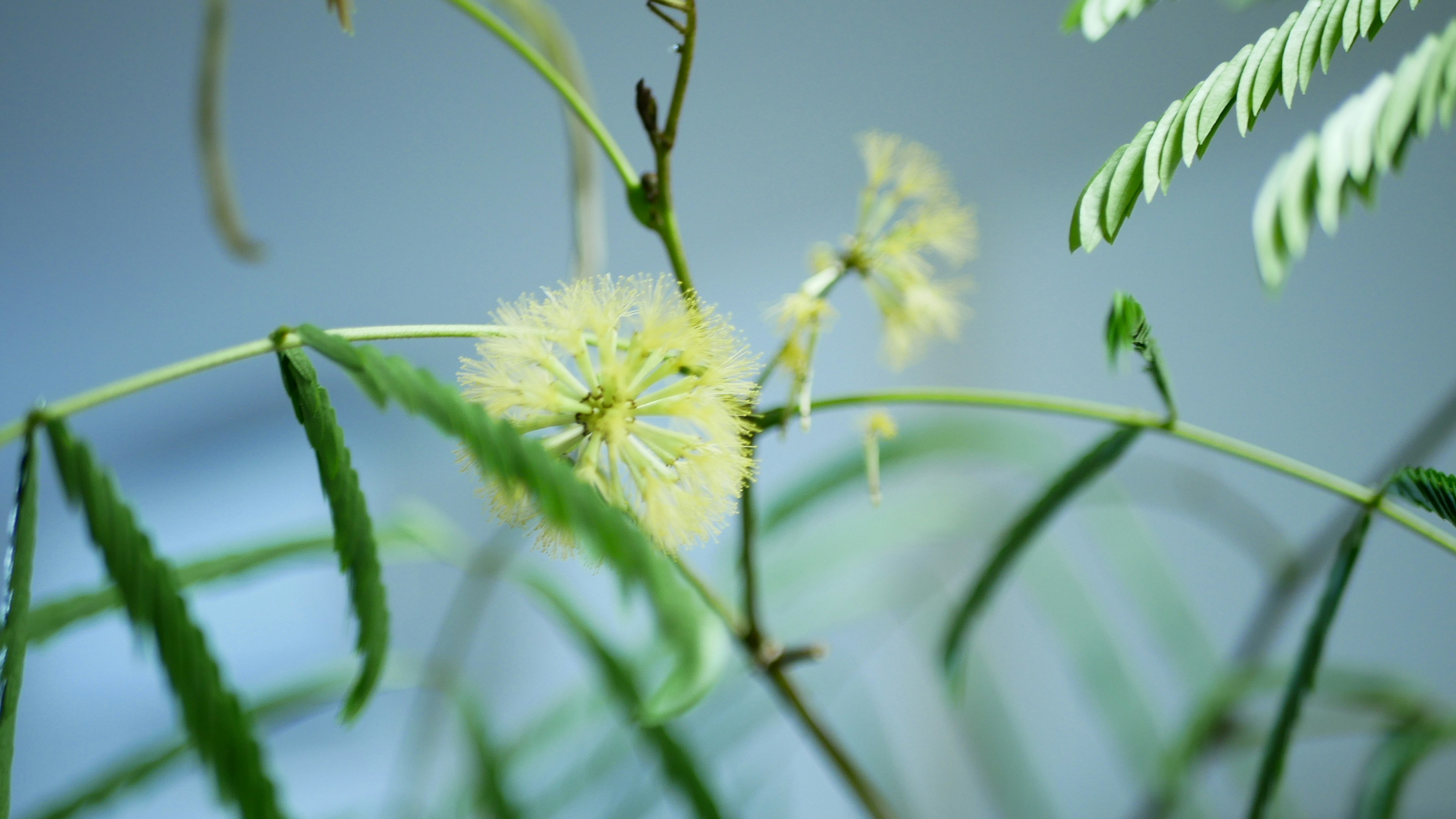 特写植物，绿叶和黄色花朵