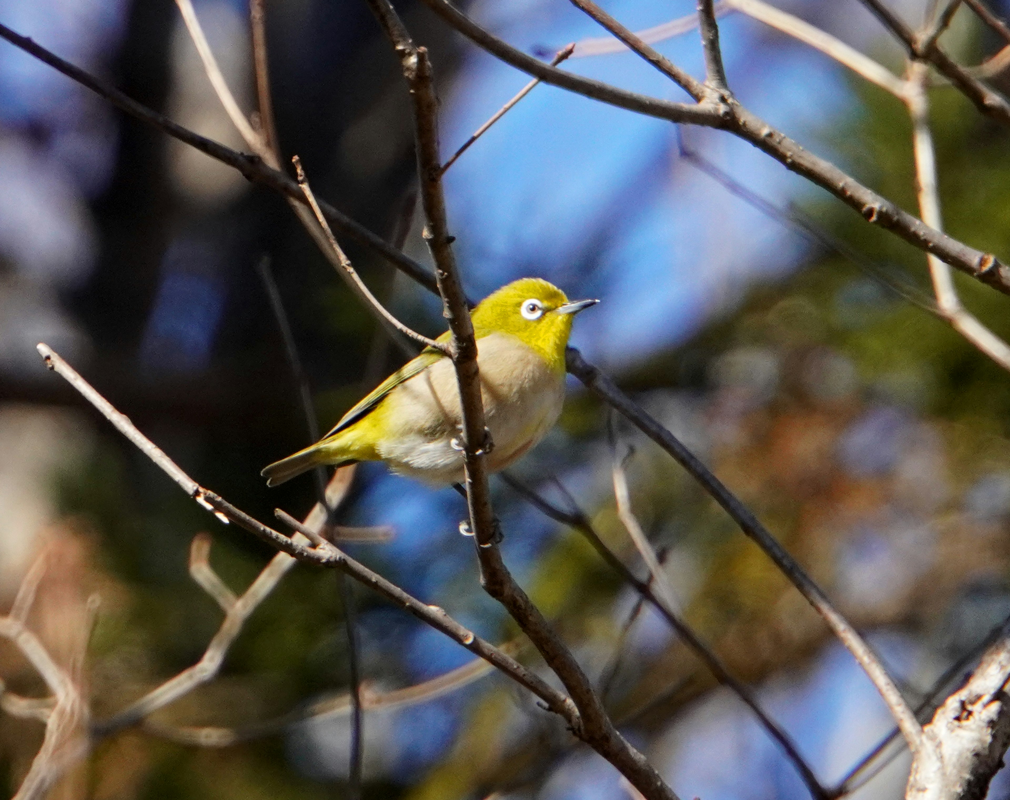 Un pequeño pájaro amarillo posado en ramas con un cielo azul y un fondo verde