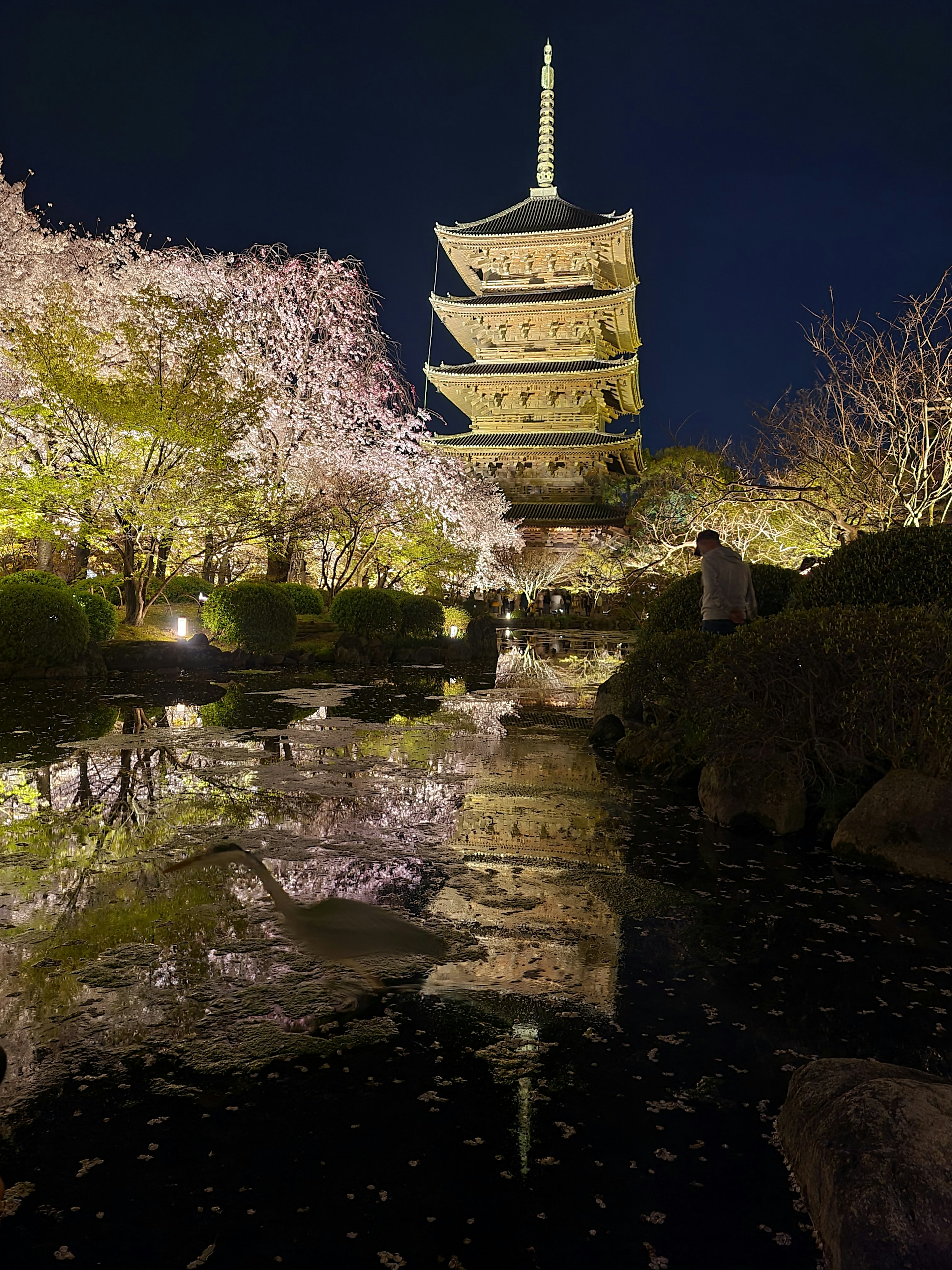 Vista escénica de una pagoda de cinco pisos reflejándose en el agua rodeada de cerezos por la noche