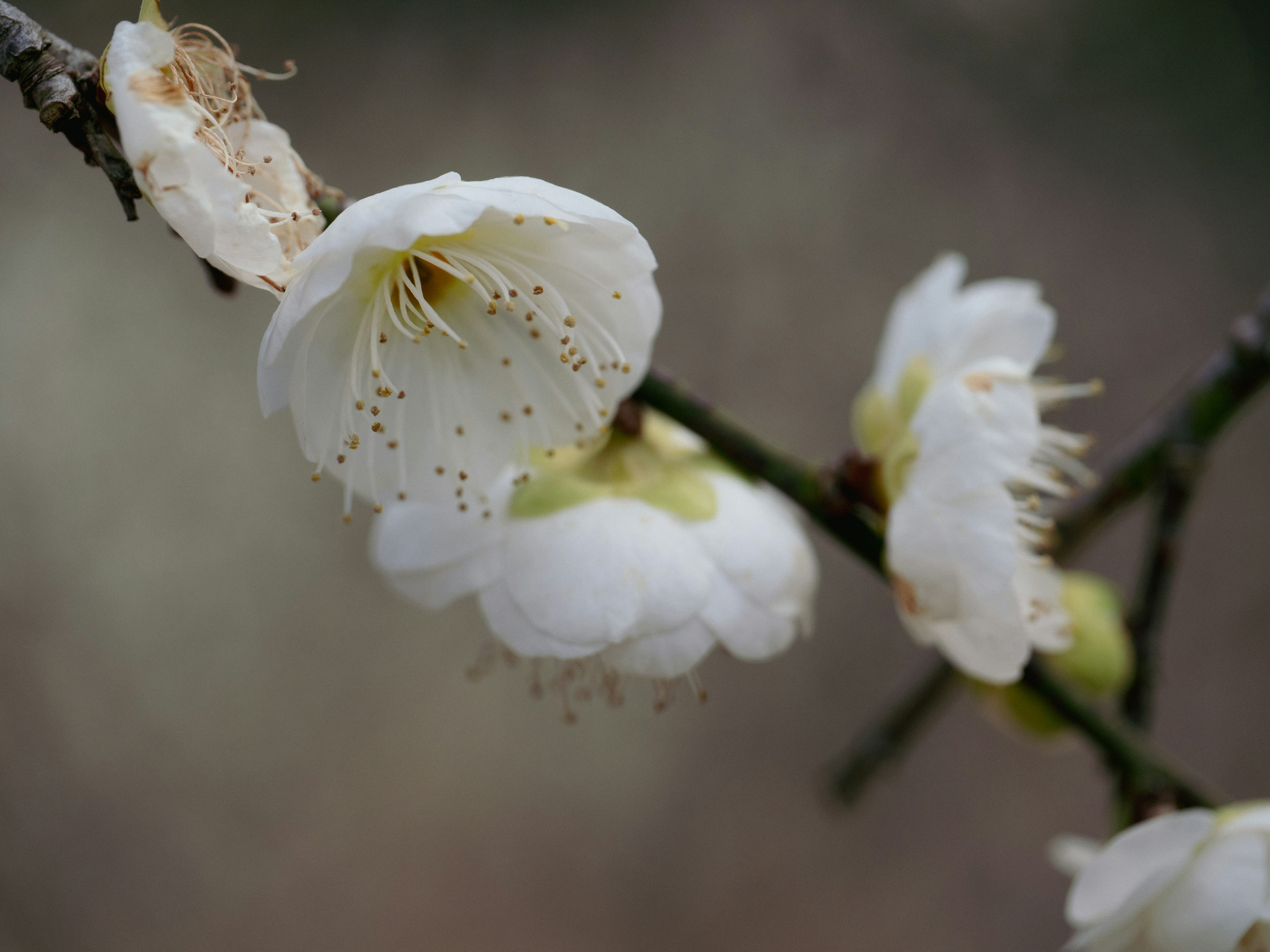 特寫一根開著白色花朵的樹枝