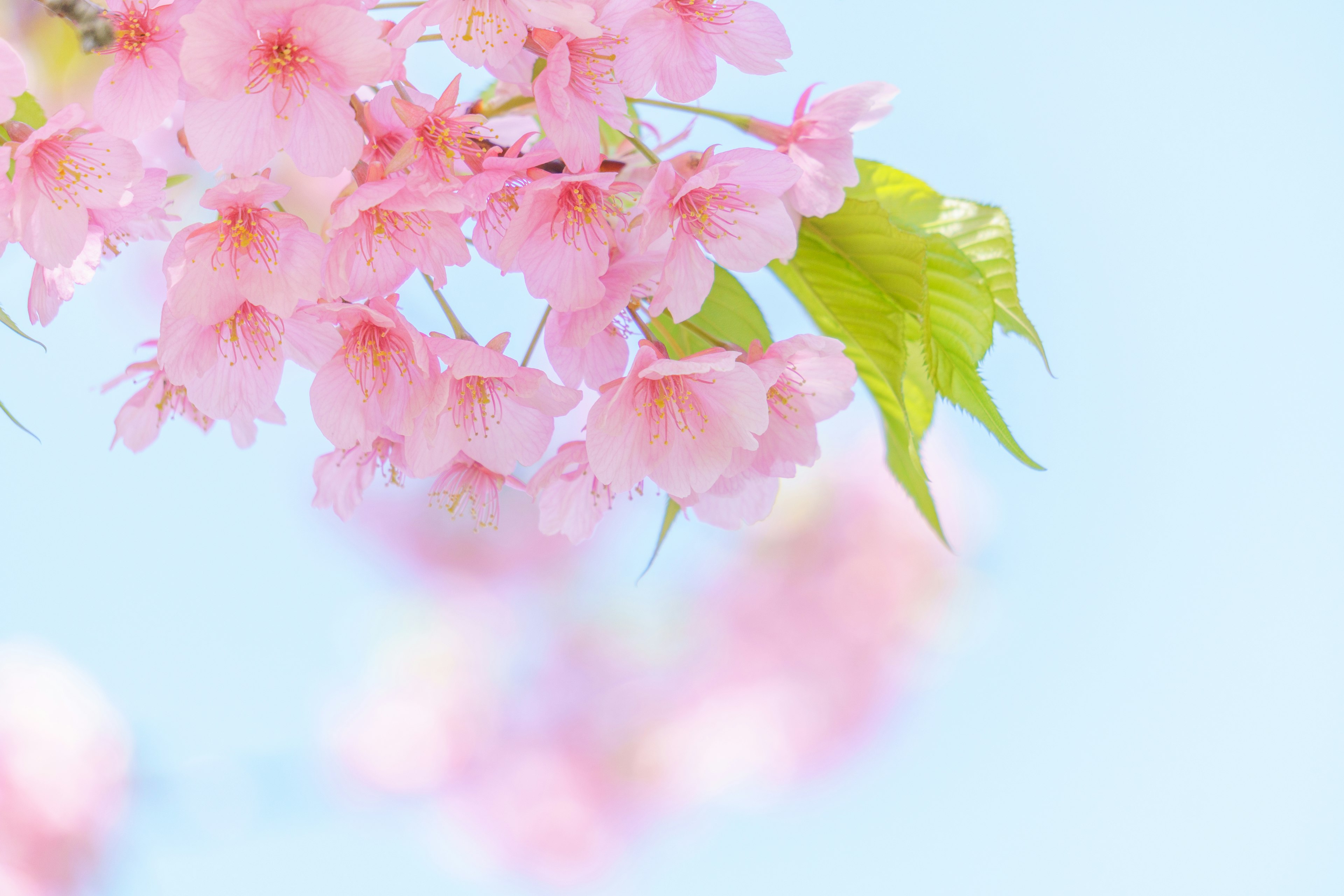 桜の花が咲いている枝のクローズアップ青空の背景