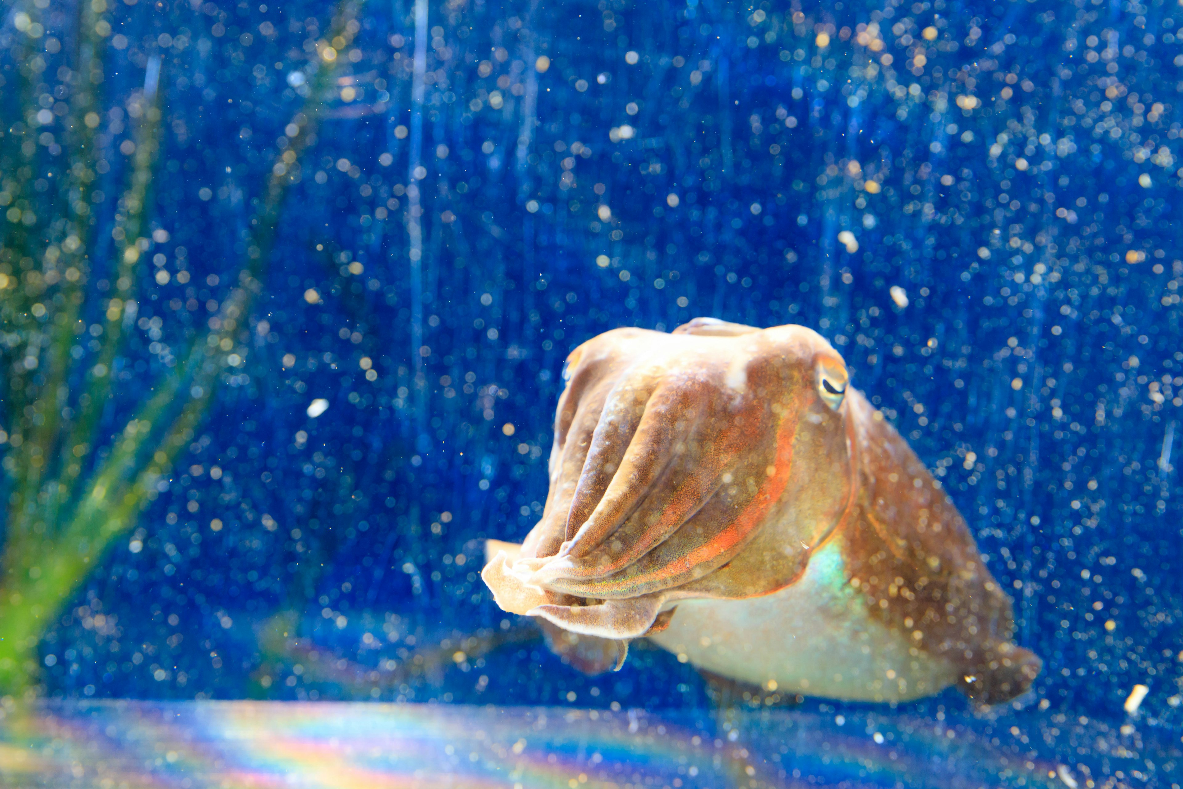 A vibrant octopus swimming in water with a blue background