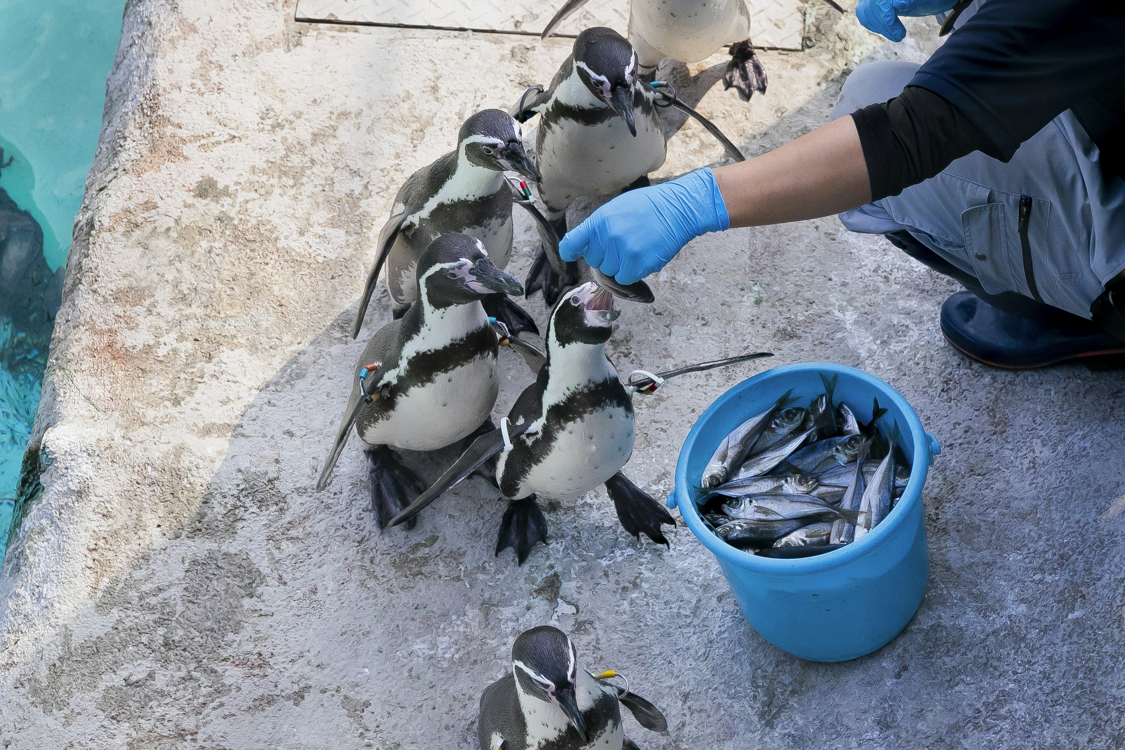 Custode che nutre i pinguini con pesci da un secchio blu