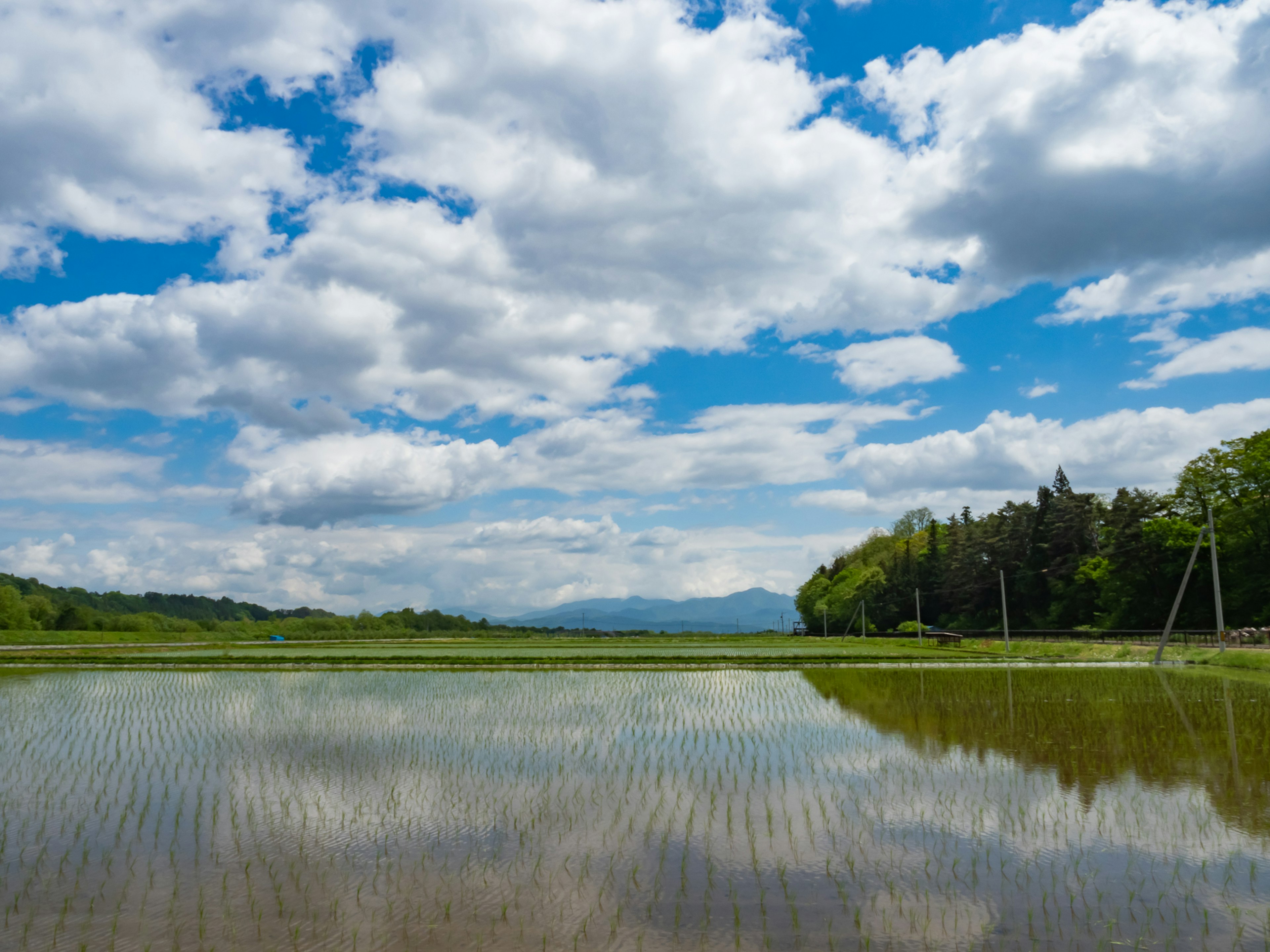 Campo de arroz pintoresco bajo un cielo azul con nubes blancas reflejadas en el agua