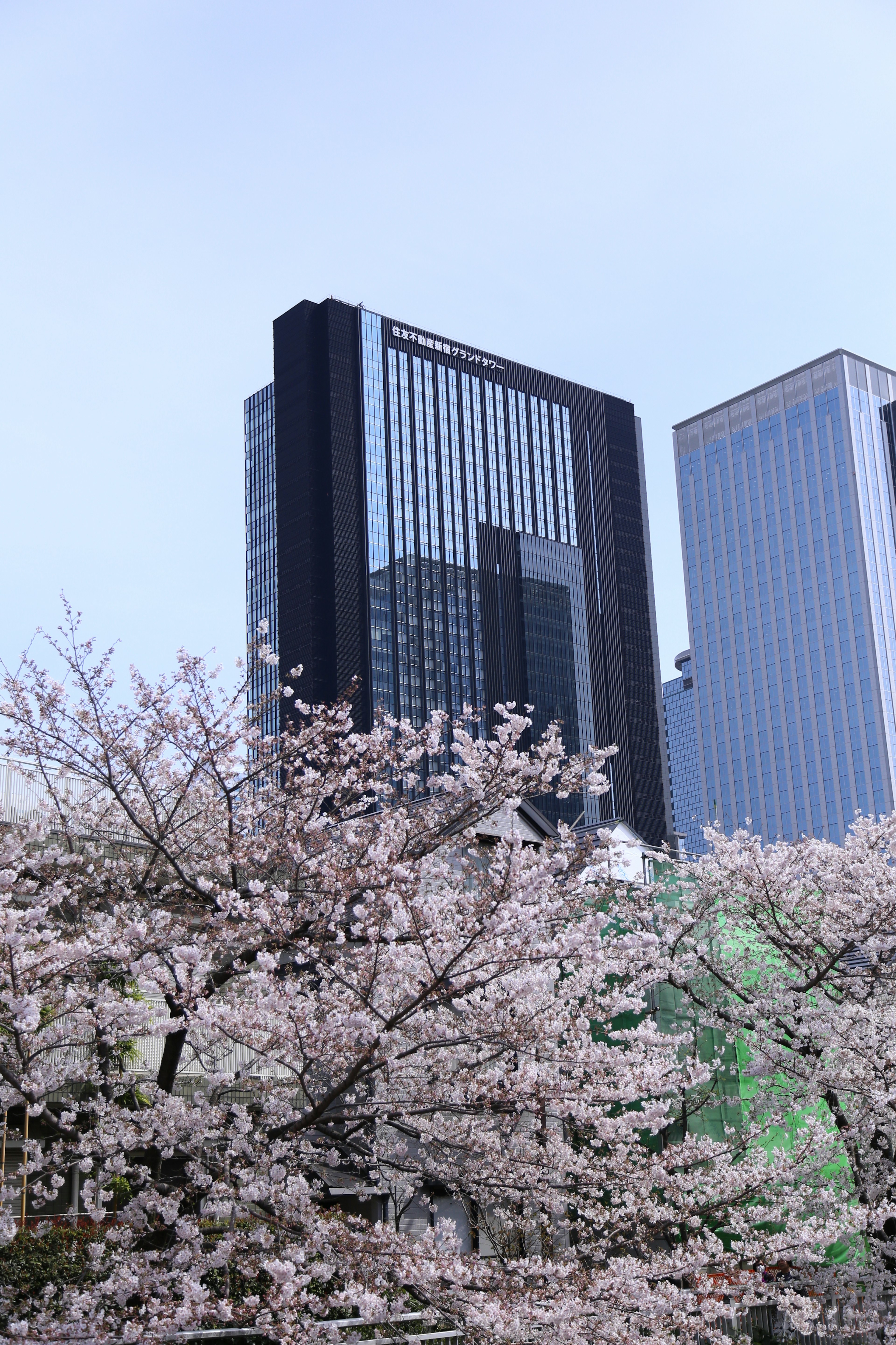 Pohon sakura di depan gedung pencakar langit modern