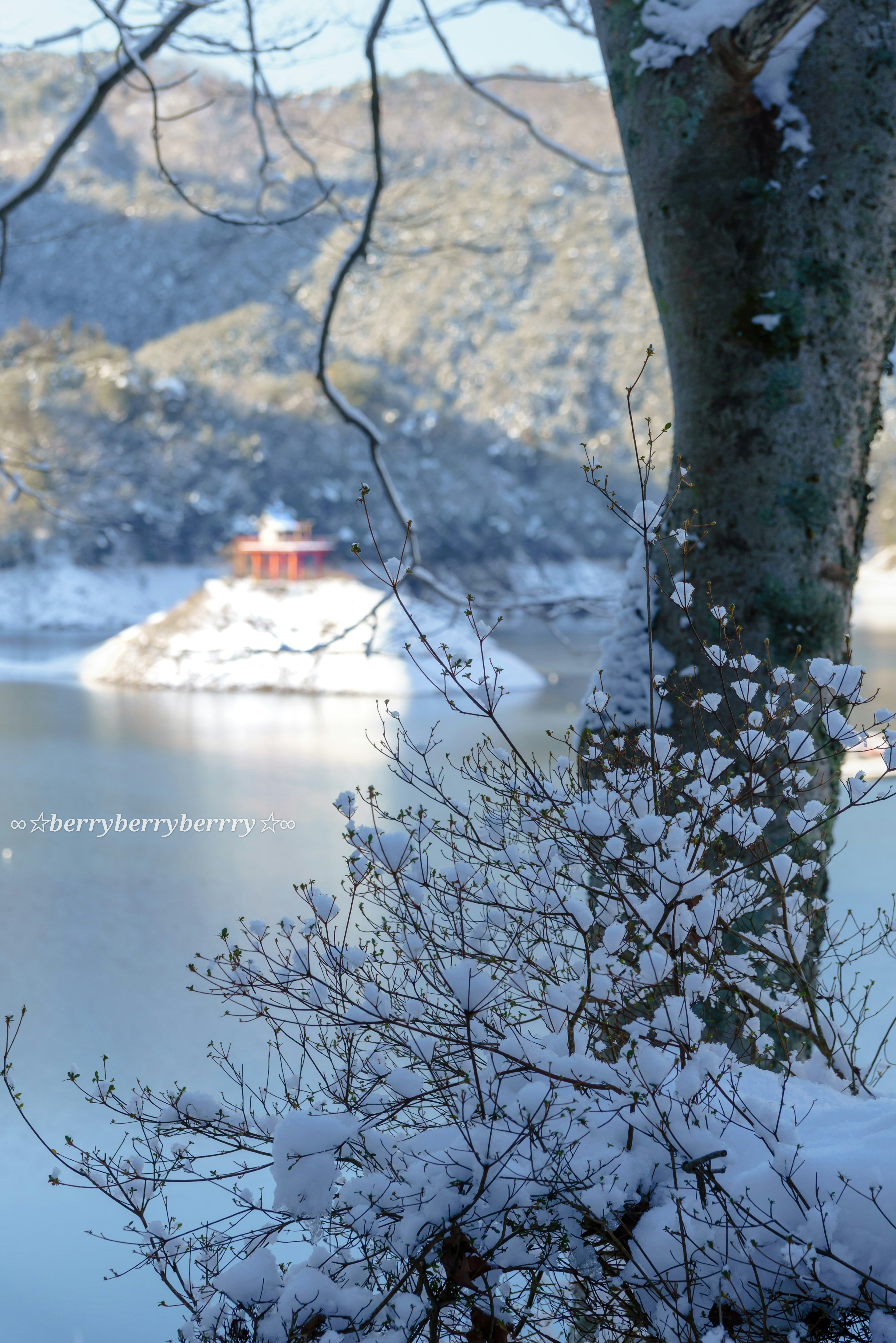 Snow-covered trees and lake view with a red-roofed building in the distance