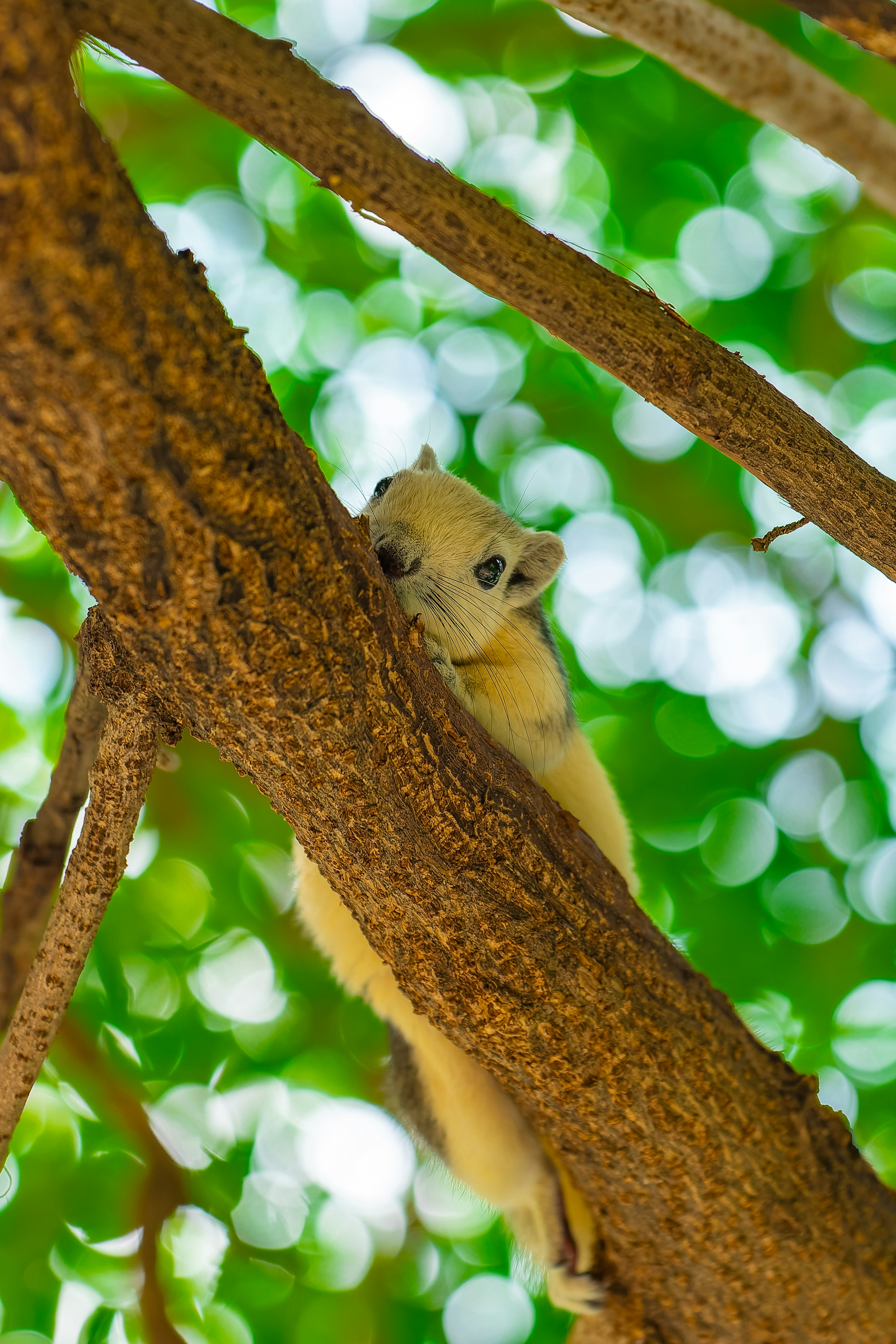 Eichhörnchen, das von einem Baumast mit grünem Blattwerk schaut