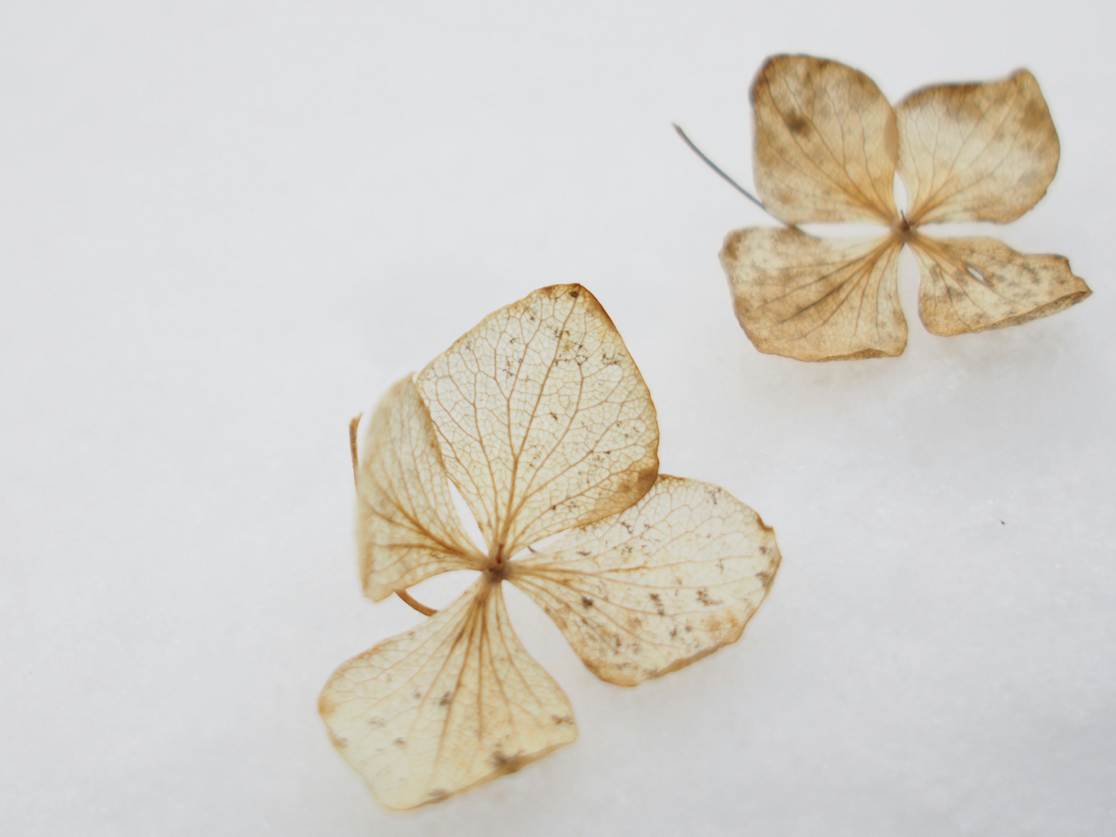 Pétalos de hortensia secos sobre un fondo blanco