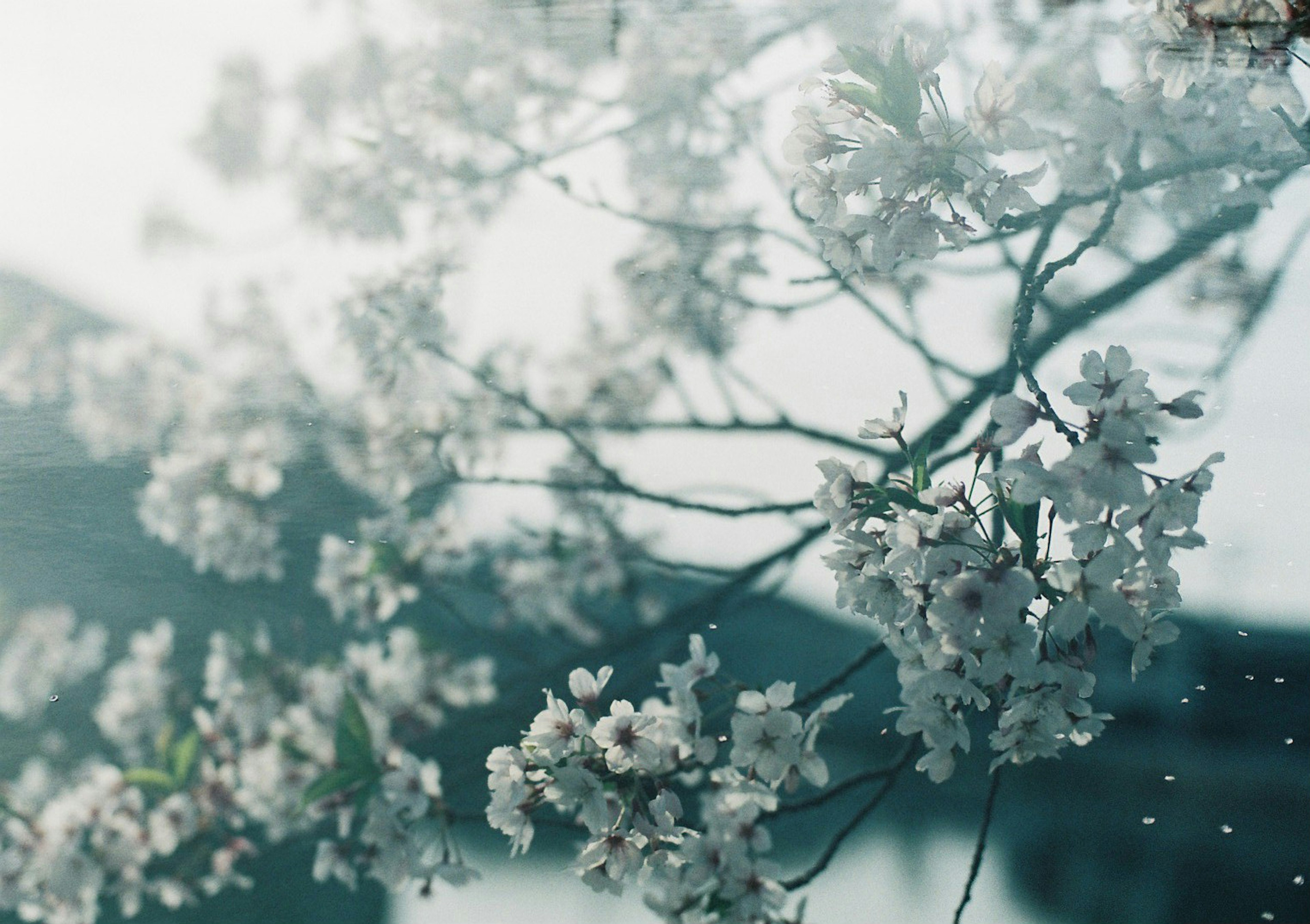 Close-up of a cherry blossom branch with blurred building in the background