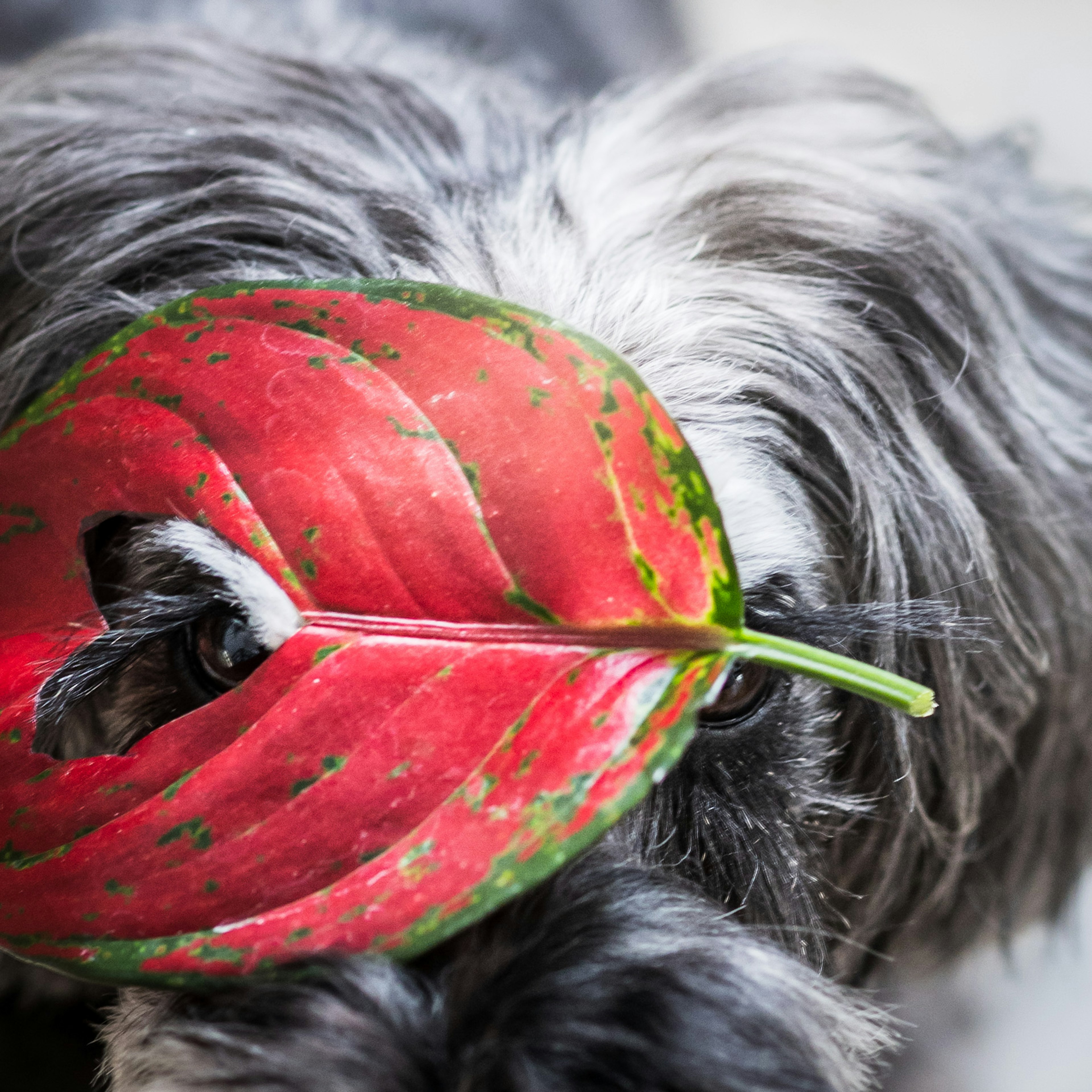 A dog's face adorned with a red leaf