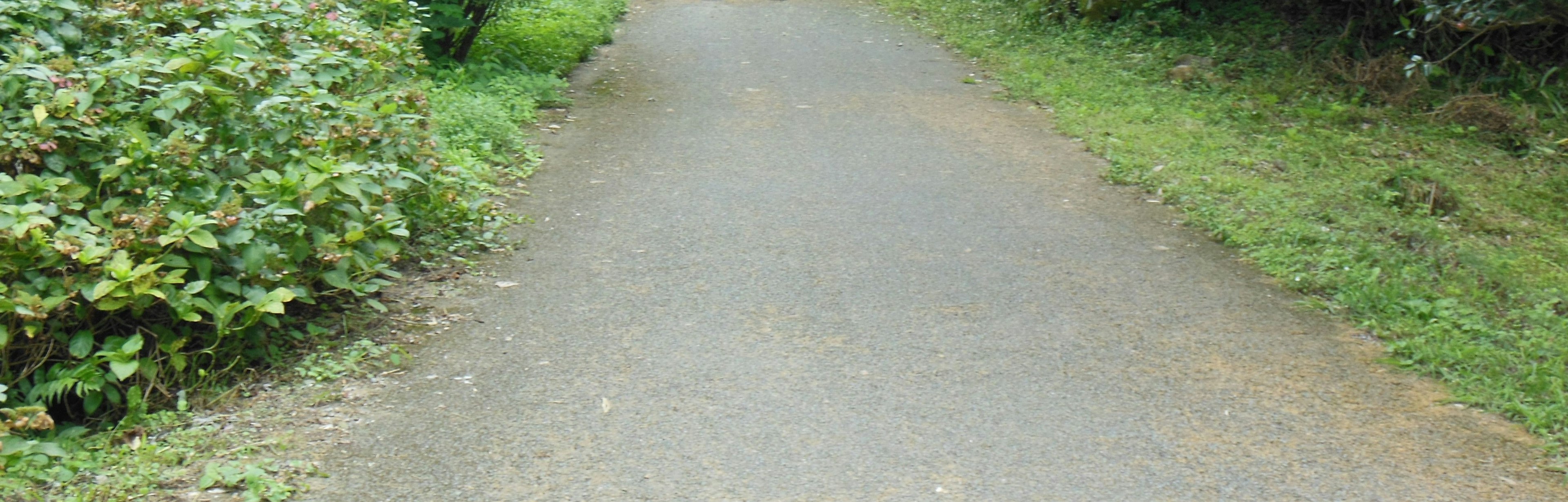 緑の植物に囲まれた舗装された小道