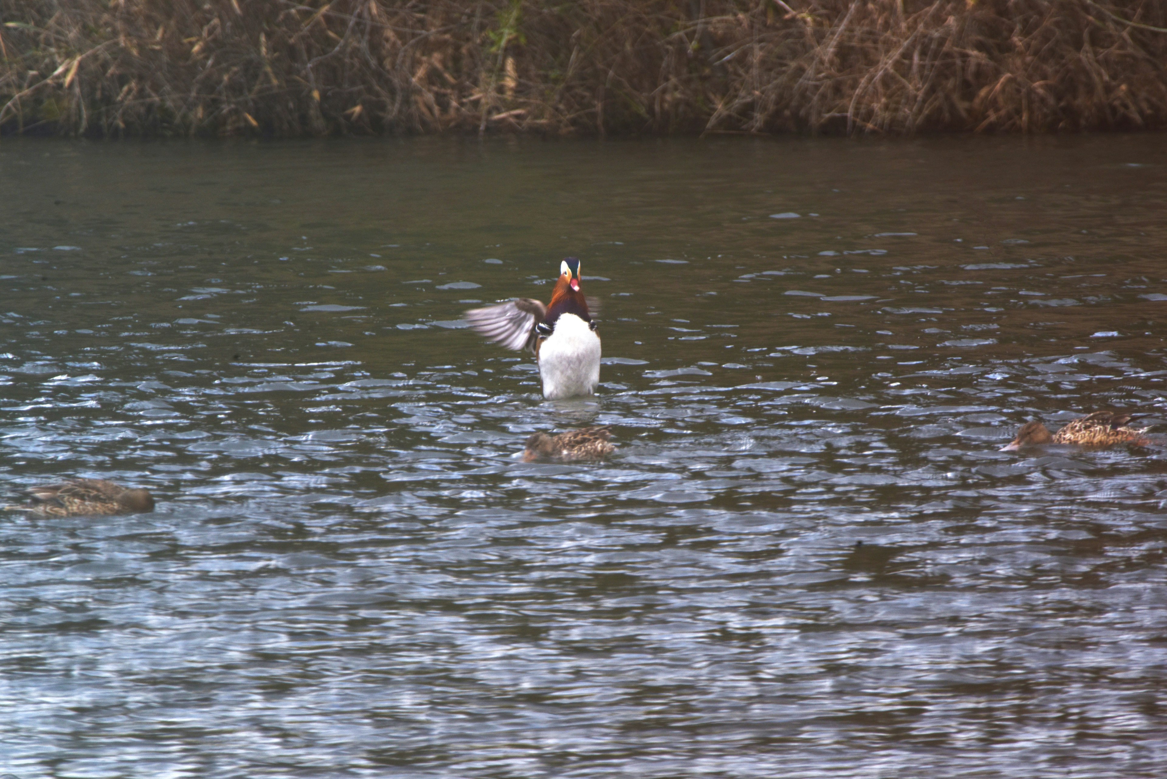 Ein weißer Vogel, der mit seinen Flügeln auf der Wasseroberfläche schlägt, mit dunklen Pflanzen im Hintergrund