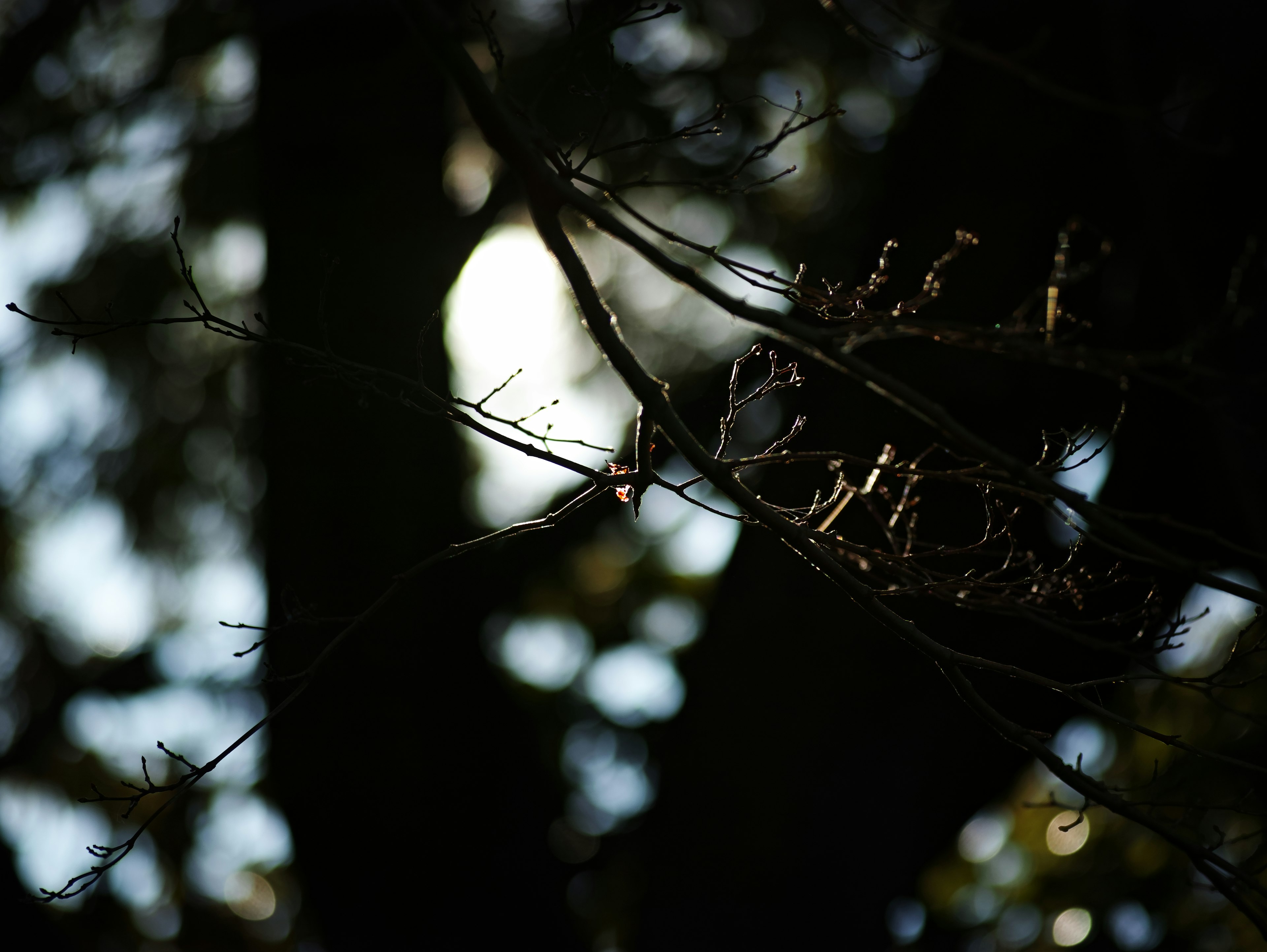 Ein Vogel auf einem Ast mit sanftem Hintergrundlicht