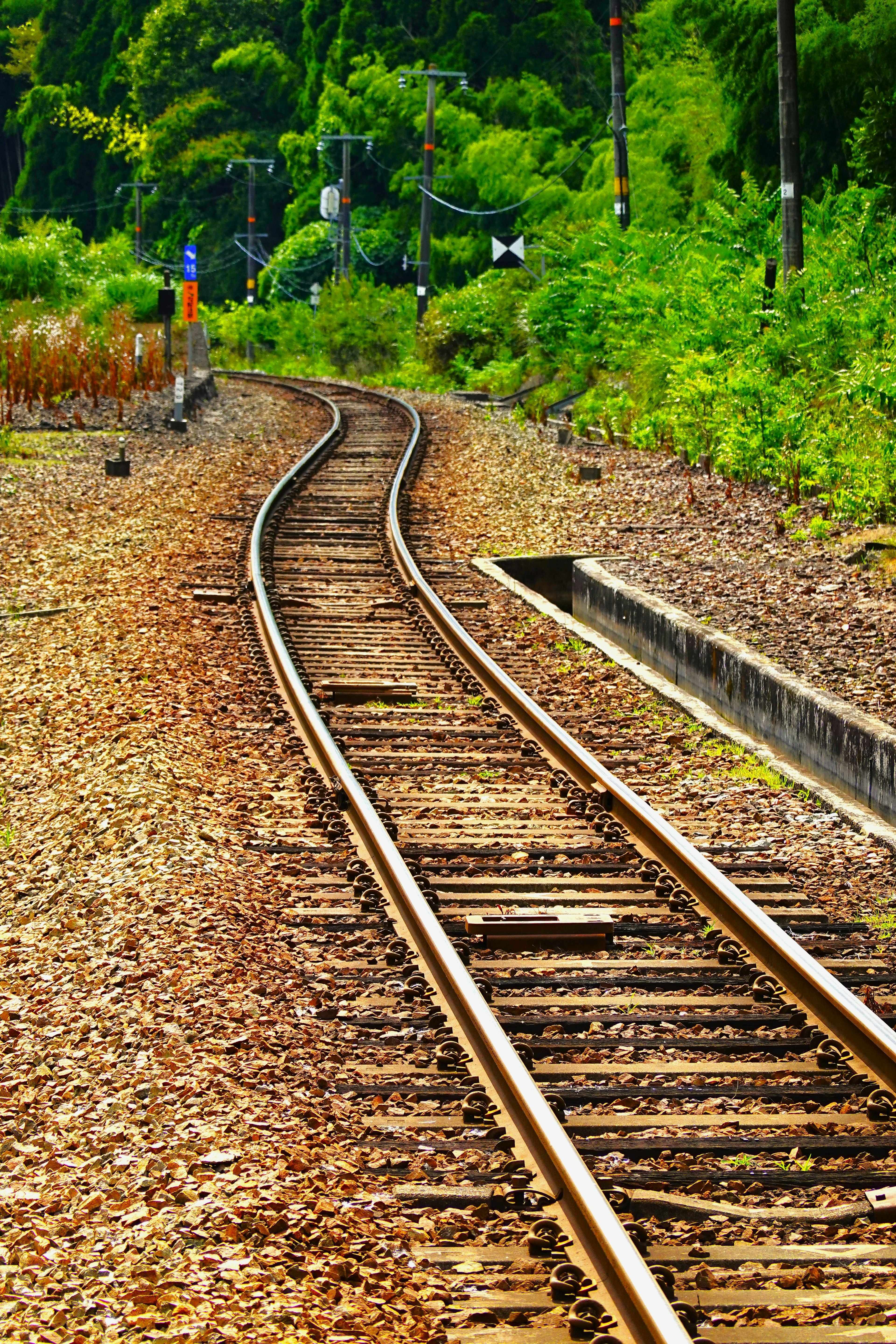 Curved railway tracks surrounded by greenery and signal lights