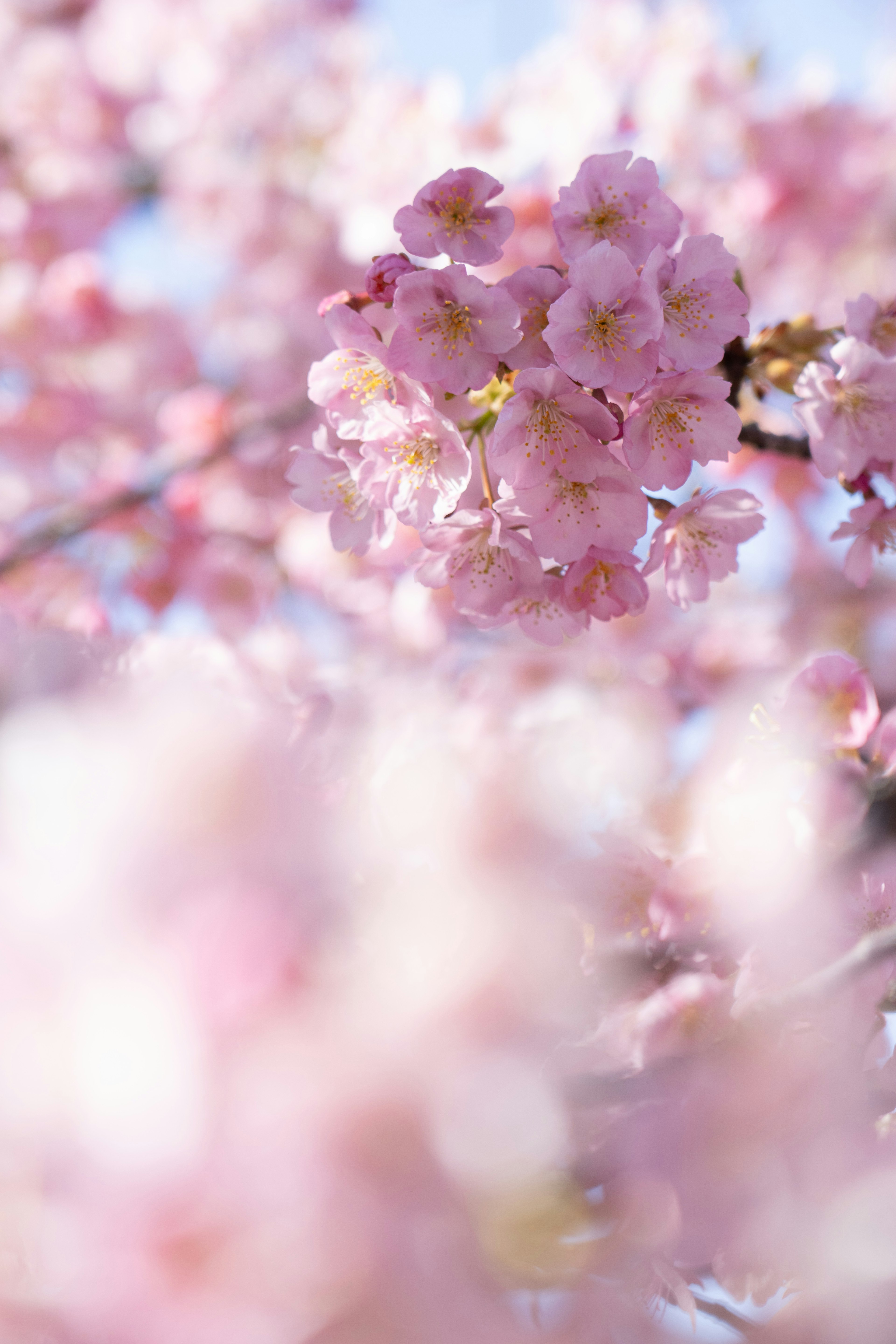 Foto close-up bunga sakura mekar dengan kelopak merah muda lembut di latar belakang langit biru