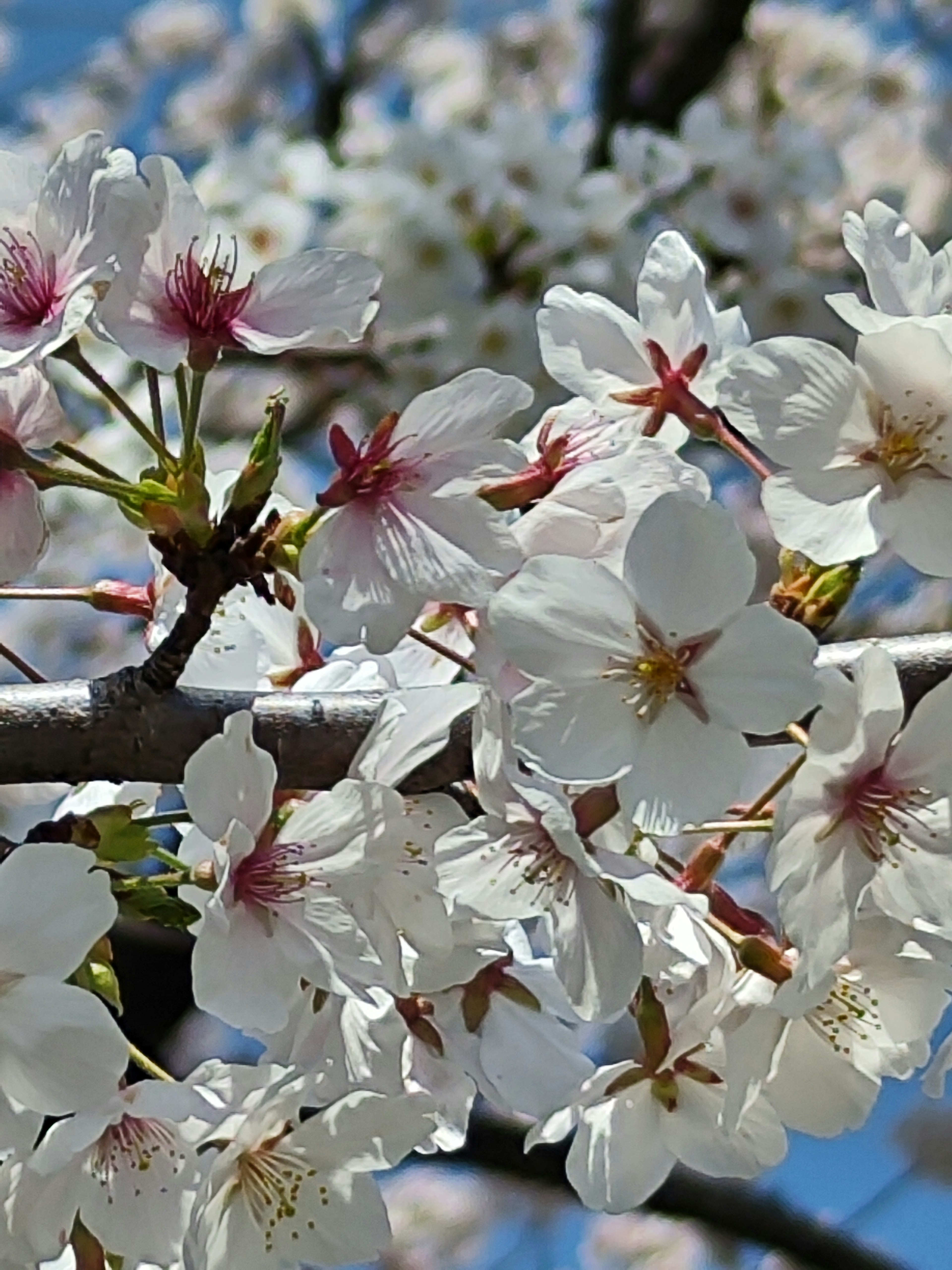 Nahaufnahme von Kirschblüten an einem Ast