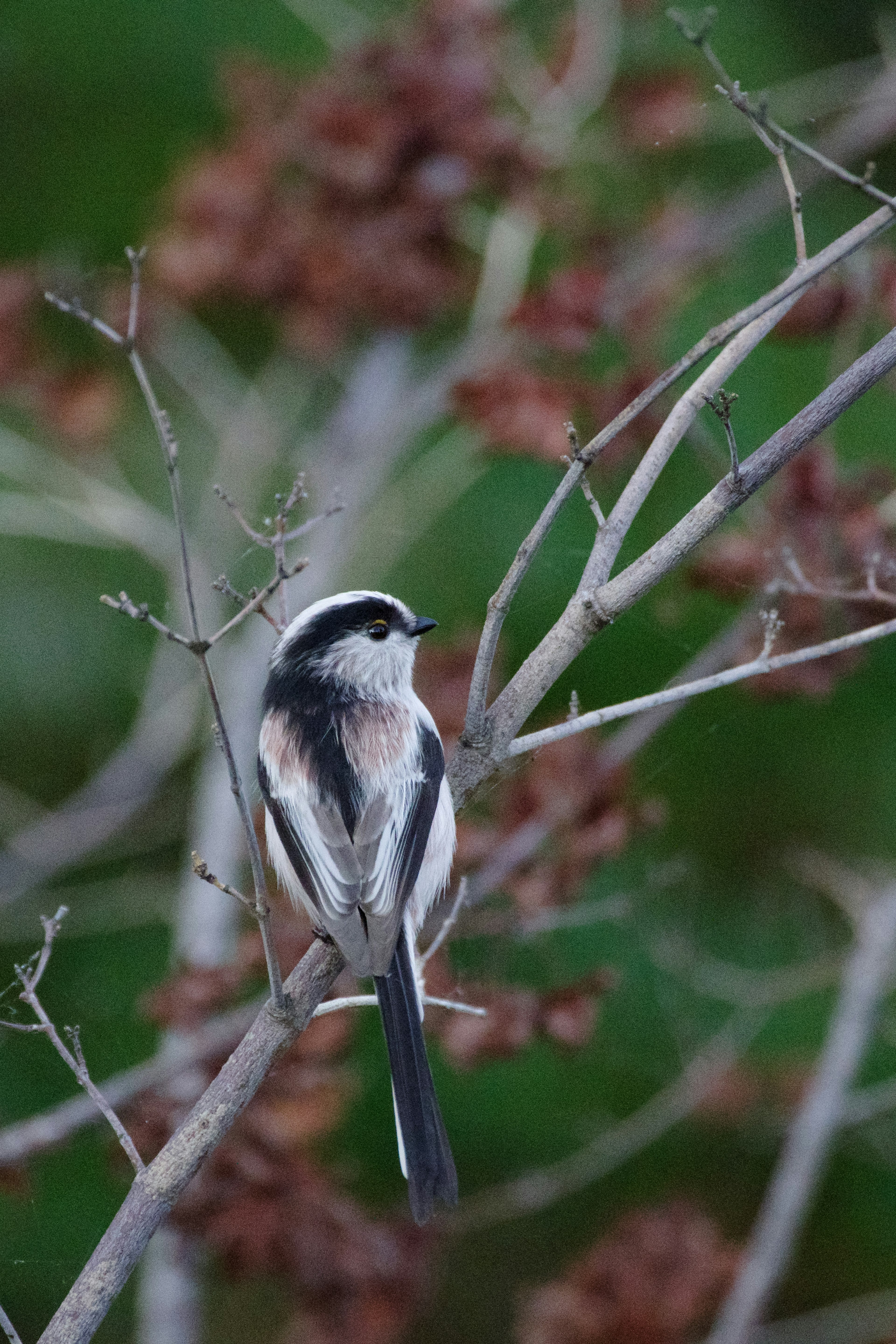 Un petit oiseau perché sur une branche avec un fond vert et des fruits marron