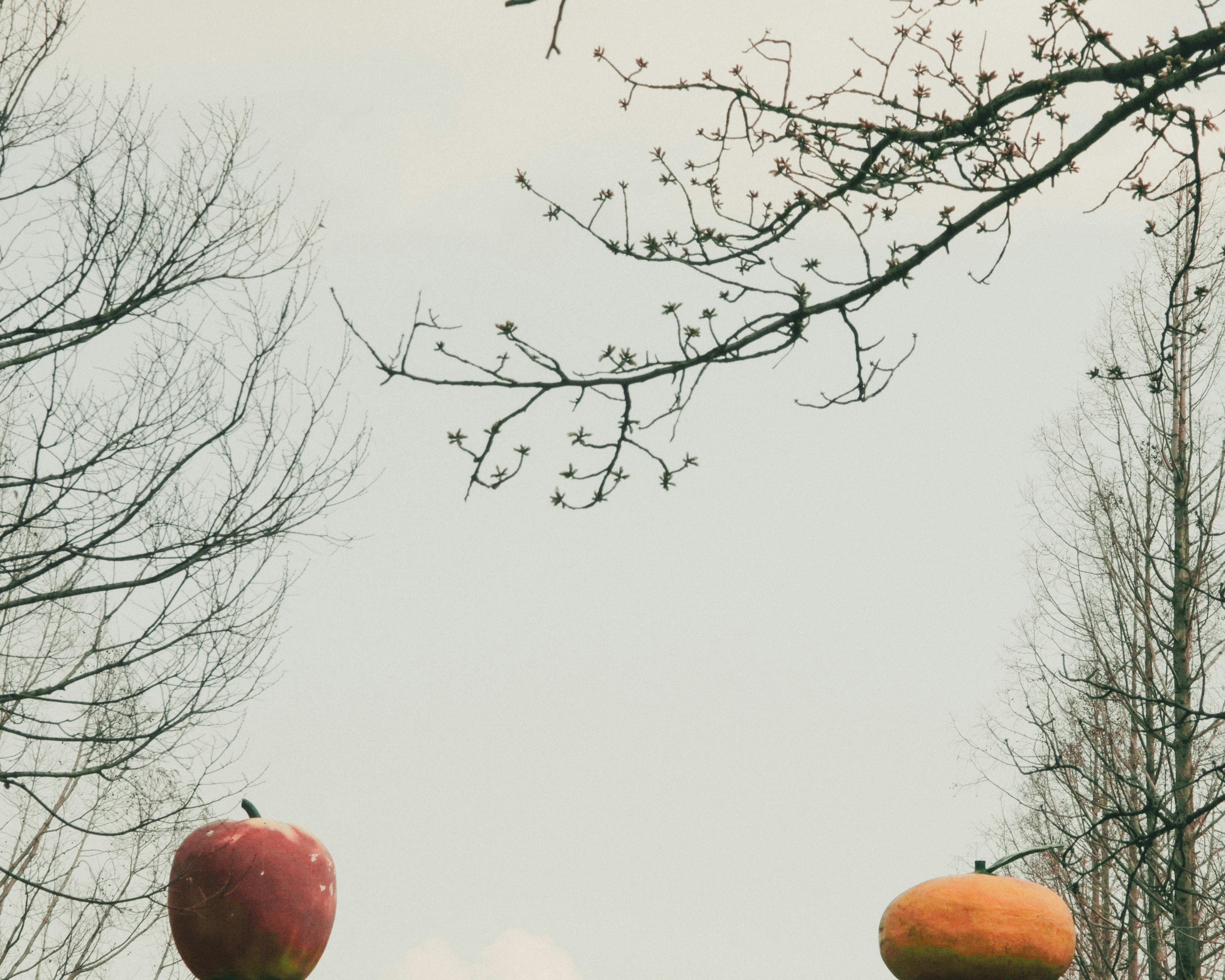 Un paysage avec deux fruits géants sur des arbres une sculpture de pomme rouge et d'orange