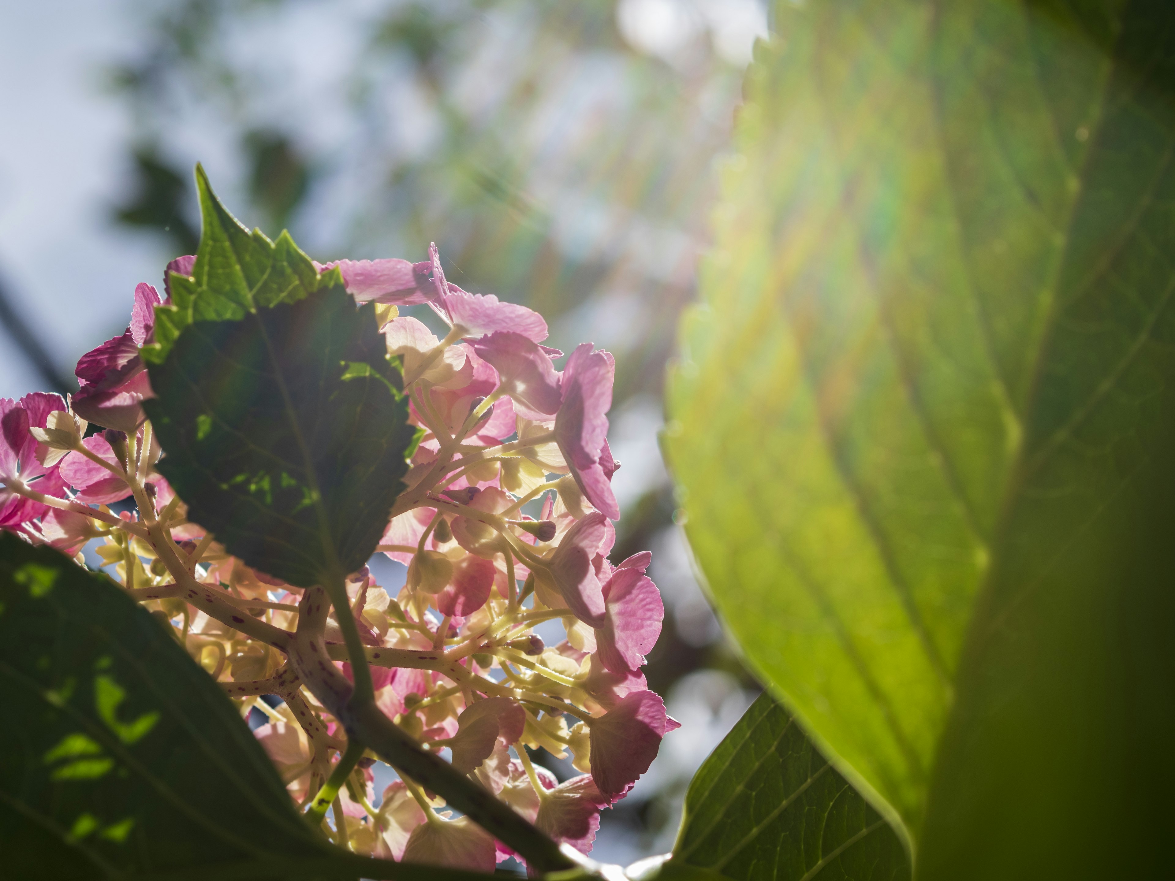 明るい日差しの中で咲く紫陽花の花と緑の葉のクローズアップ