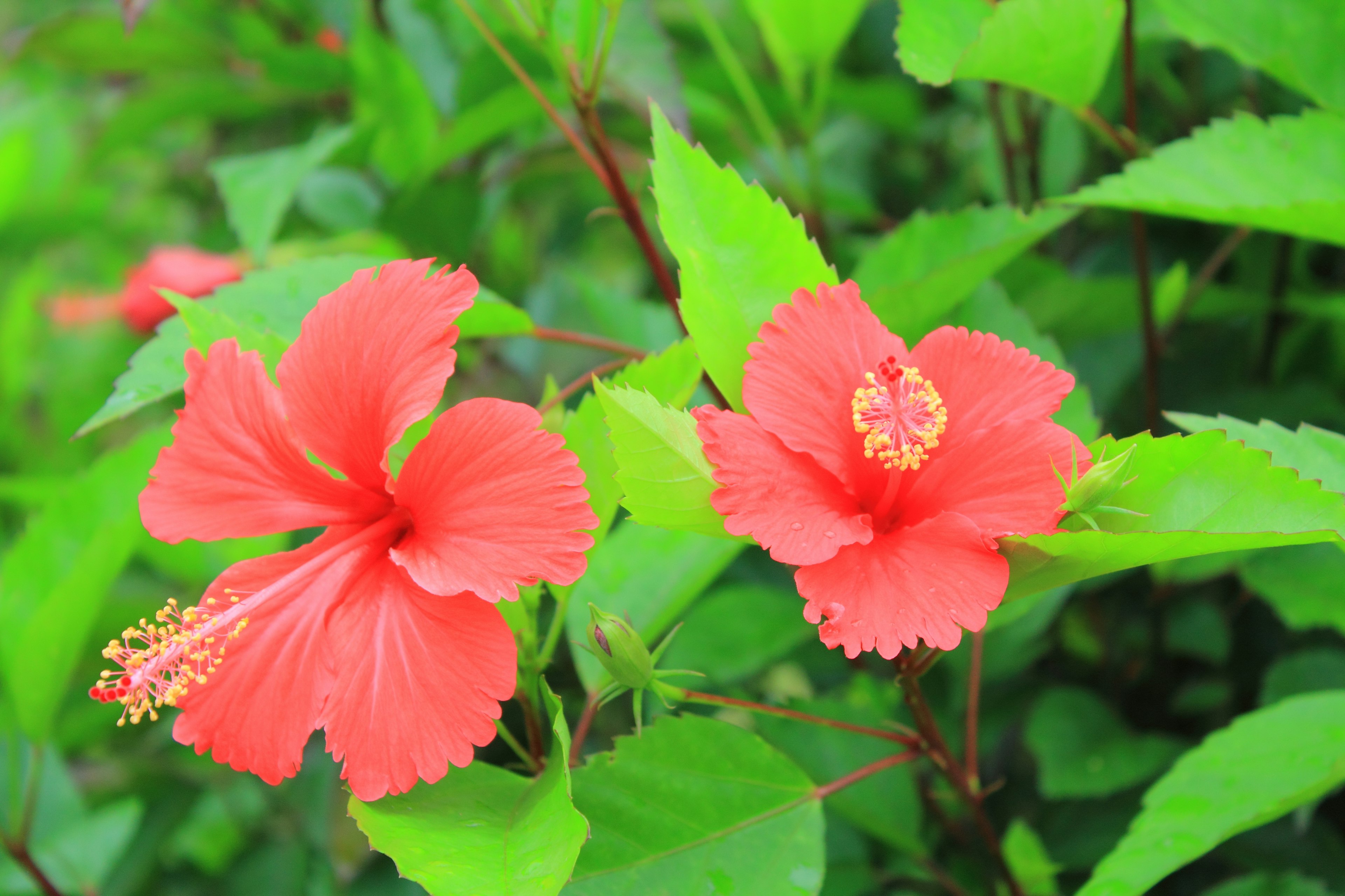 Flores de hibisco rojas vibrantes rodeadas de hojas verdes