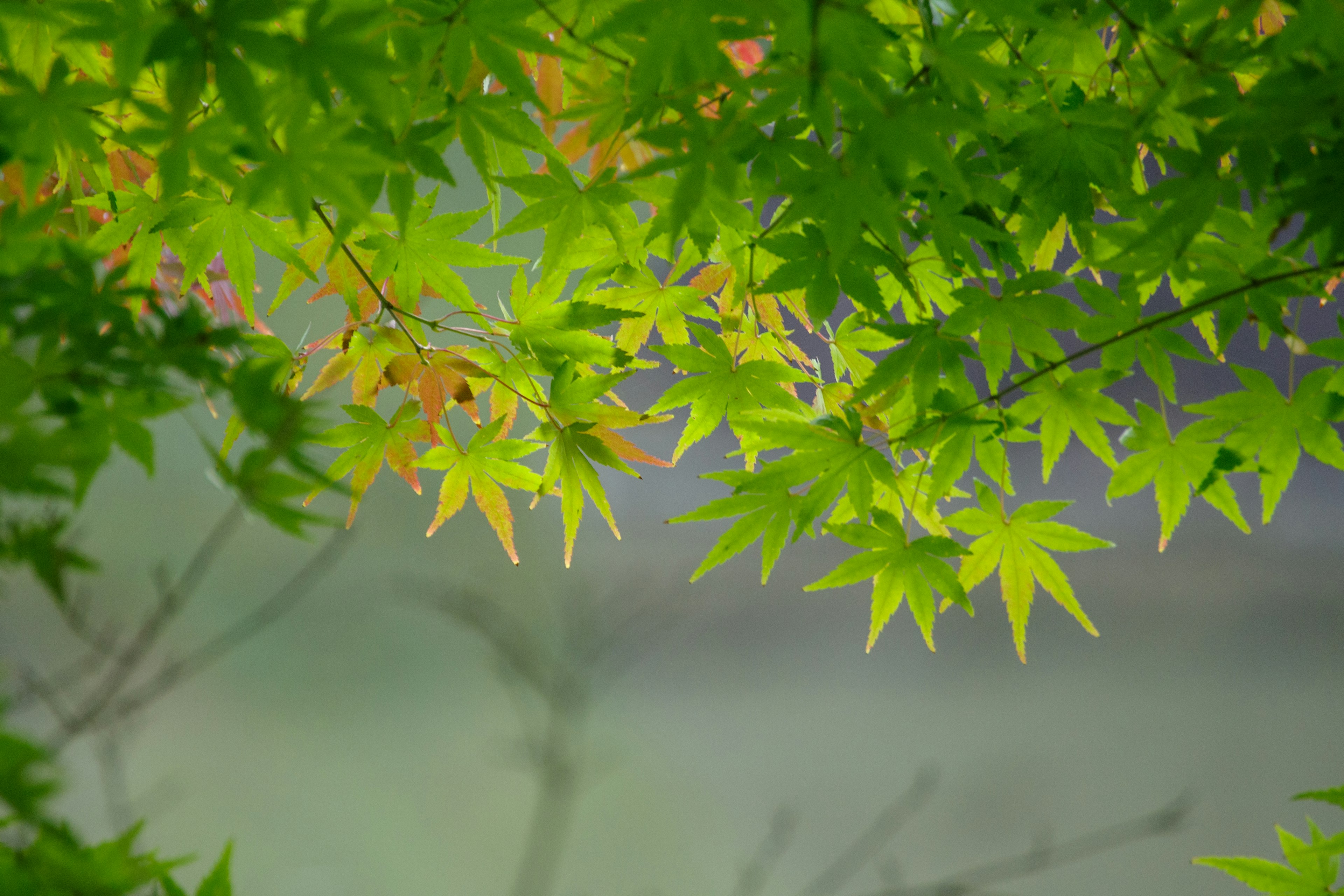 Pemandangan indah daun hijau dan cabang maple berwarna lembut