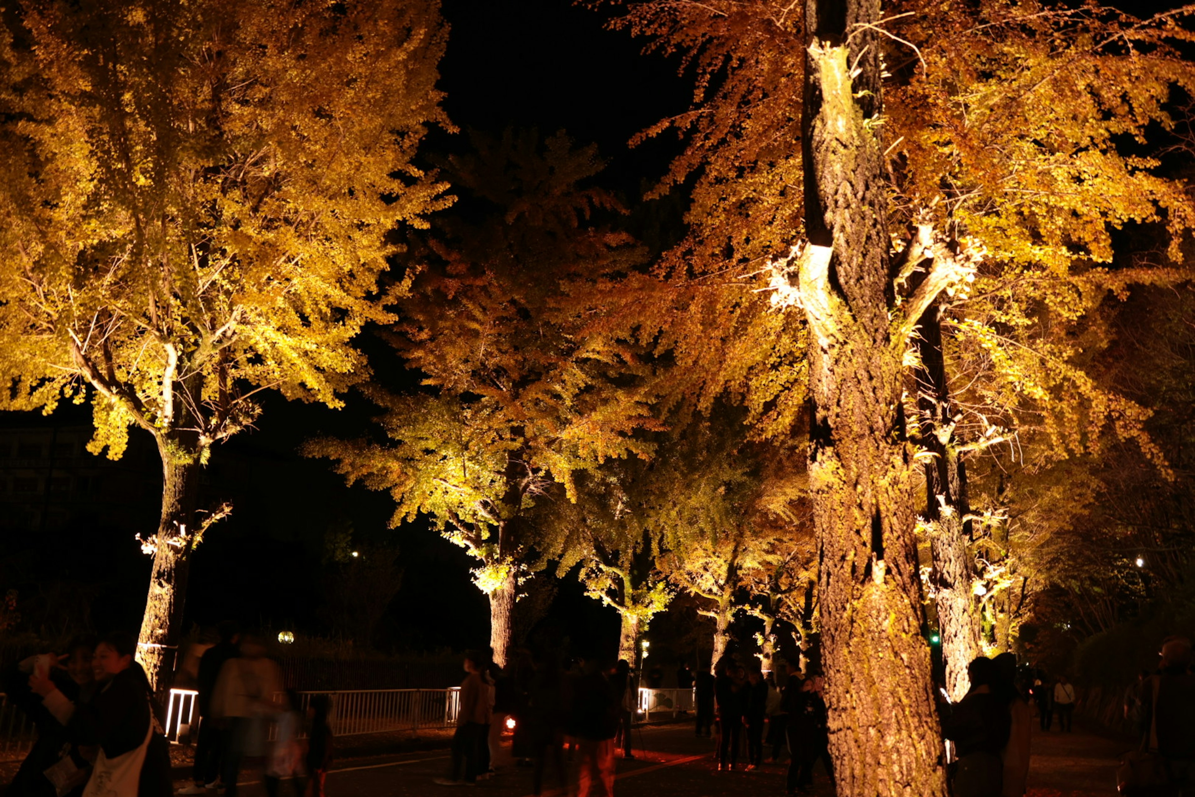 Street trees illuminated in golden hues at night with people gathering