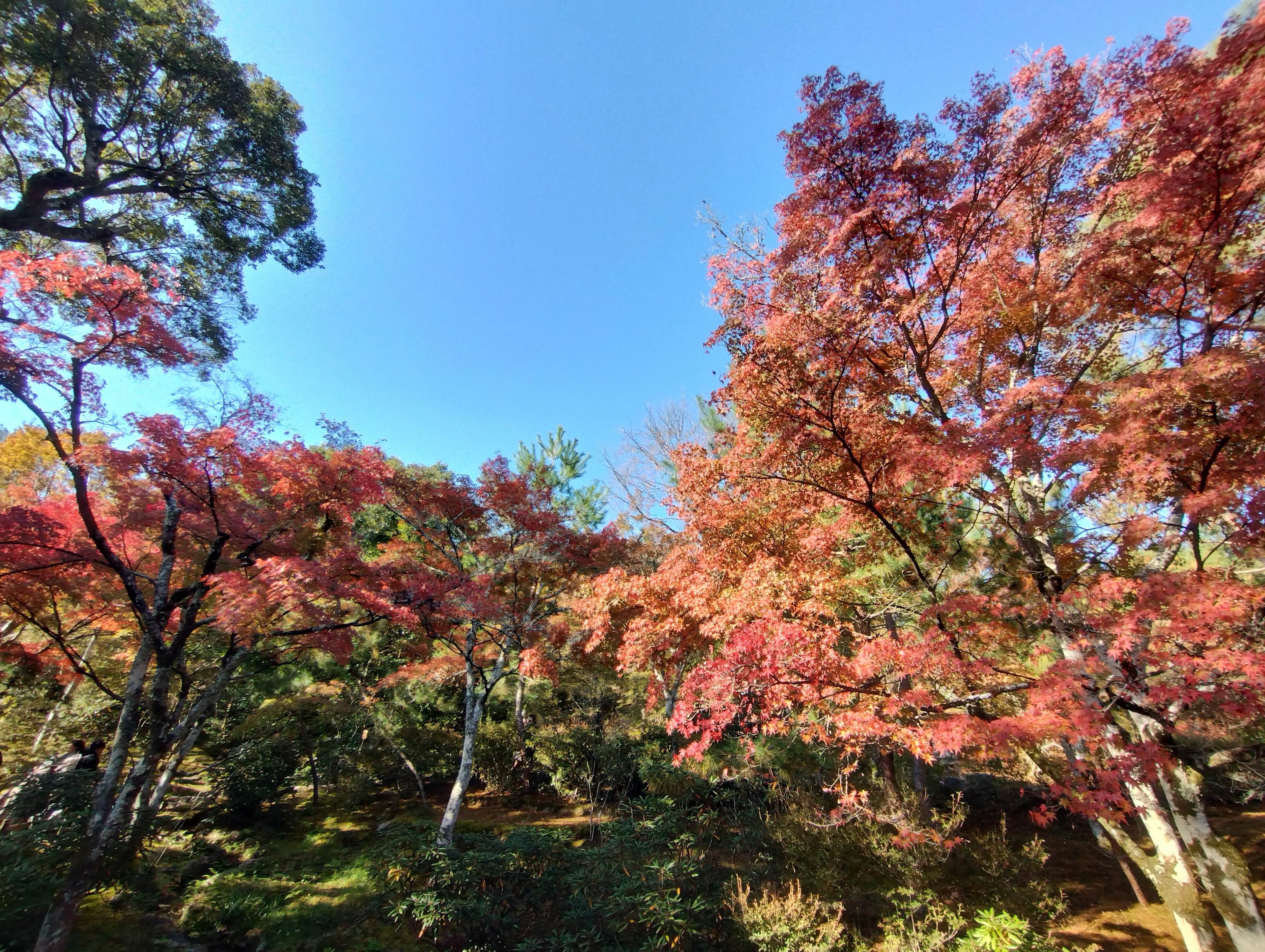 Scenic view of autumn foliage with vibrant red leaves against a blue sky