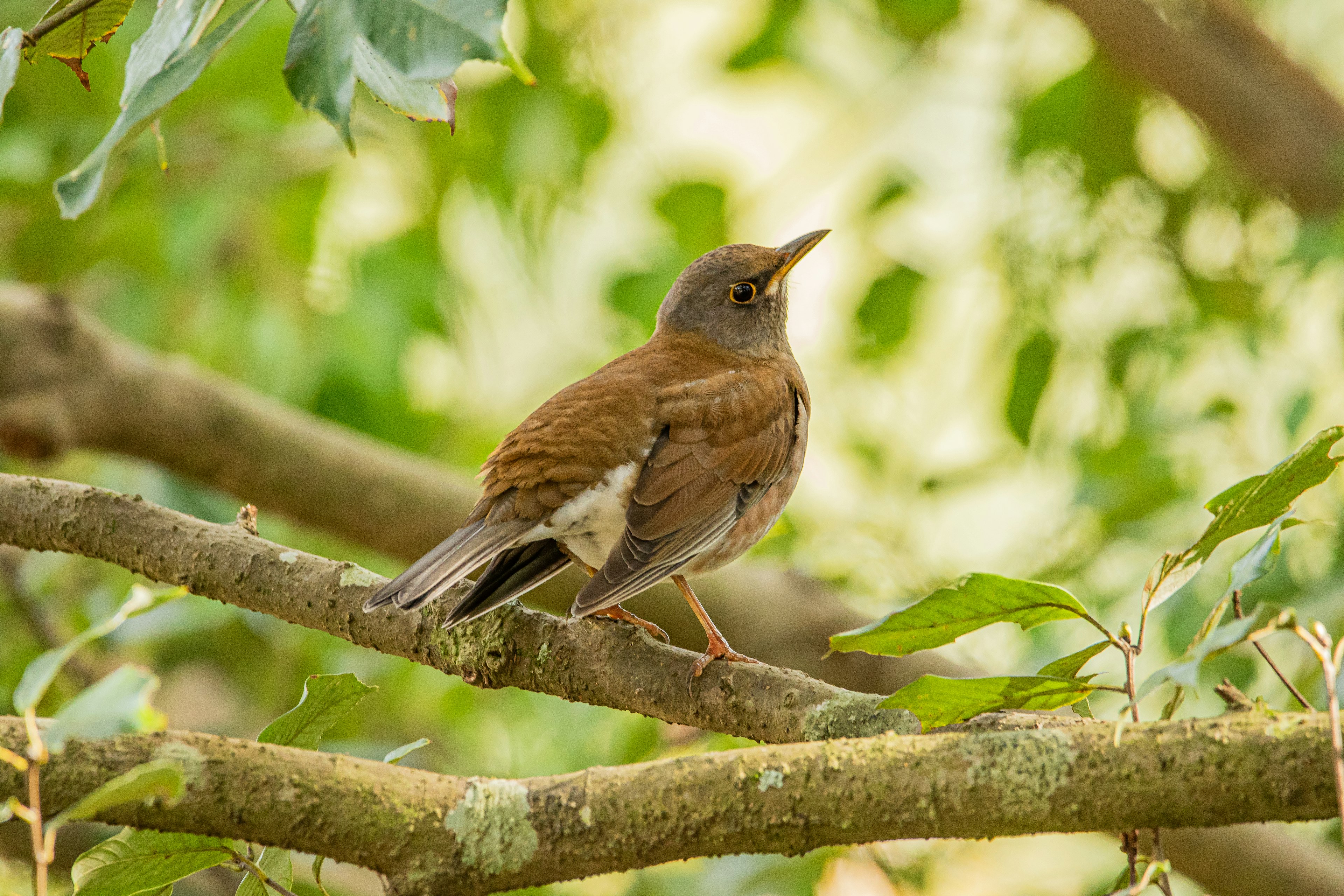 Brown bird perched on a tree branch