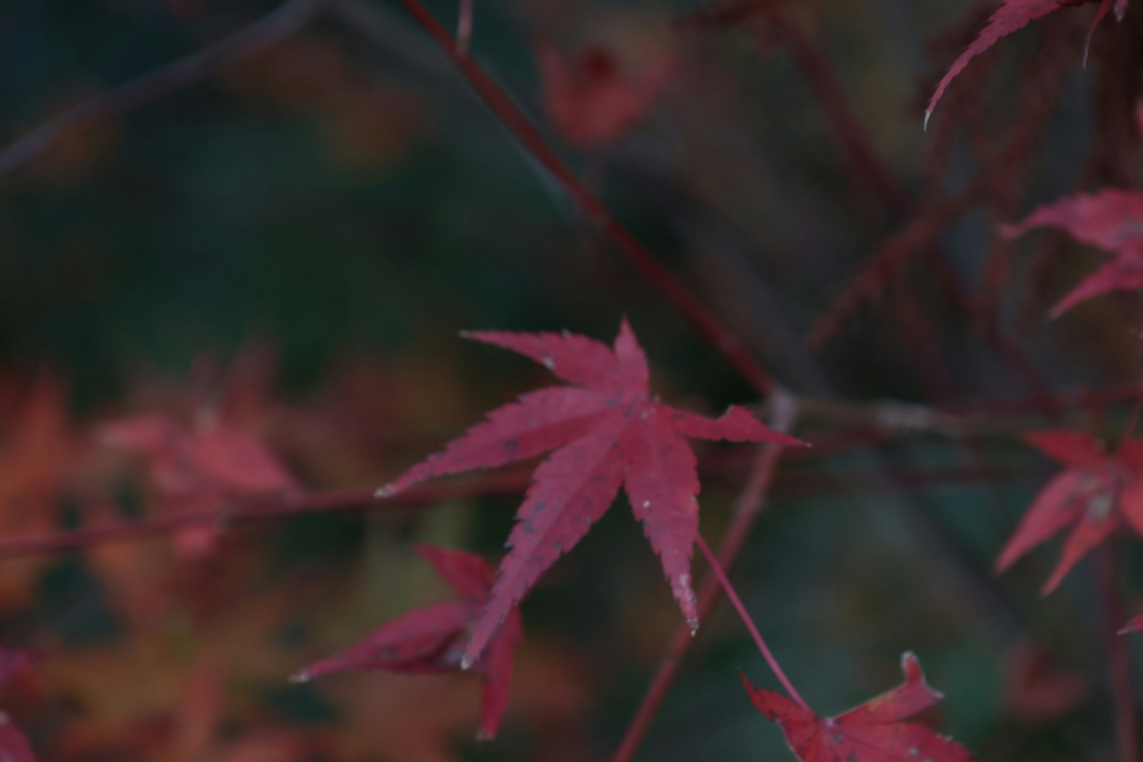 Pemandangan indah daun maple merah di latar belakang kabur