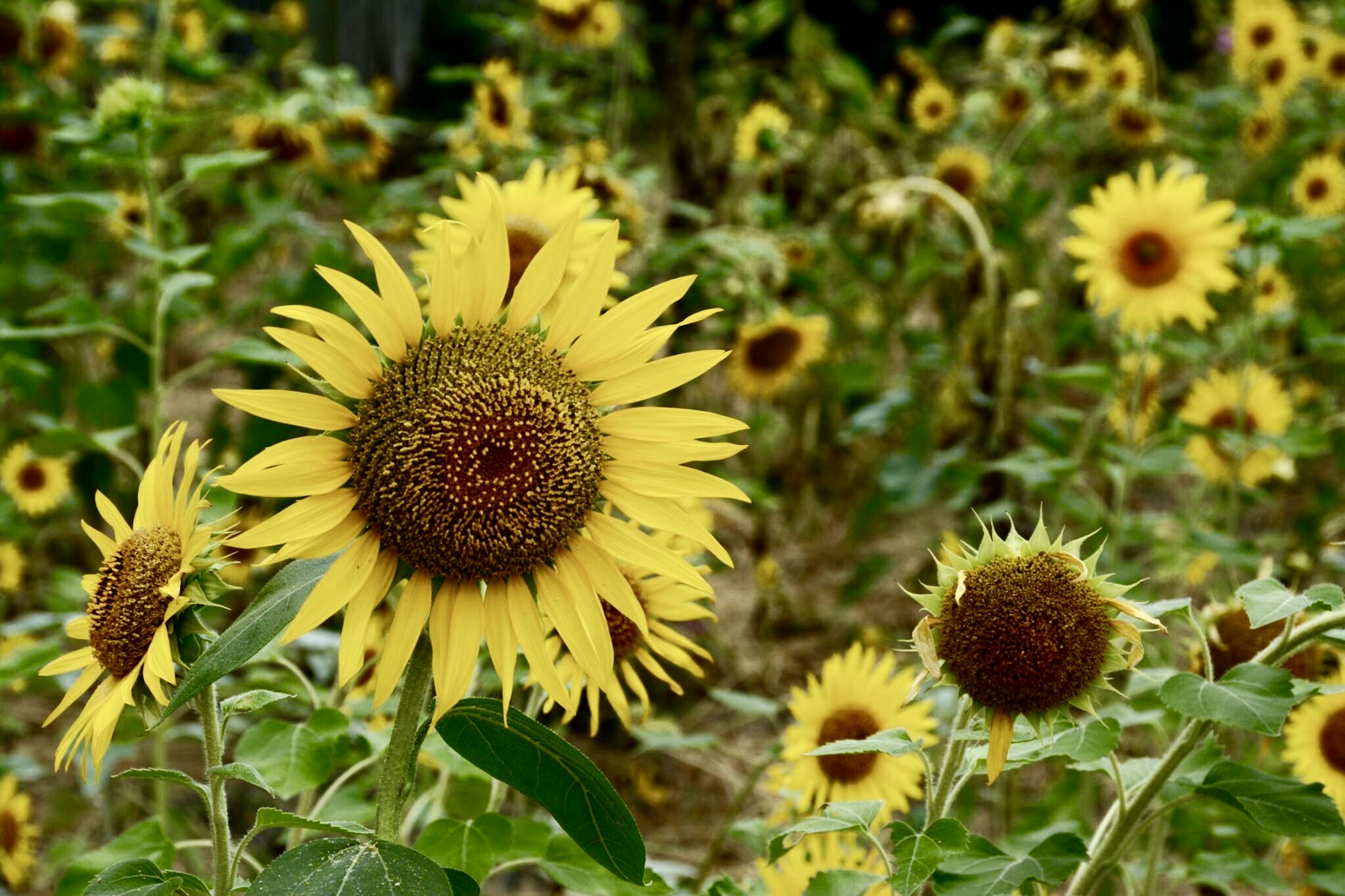 Ladang bunga matahari yang mekar dengan kelopak kuning cerah